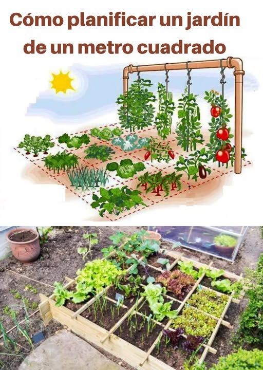 Cómo planificar un jardín de un metro cuadrado 1. Preparar el espacio: - Marcar 1m en el suelo o construir una caja de madera de 1m. - Dividir en cuadrados de 25cm cada uno. 2. Ubicación de plantas: - Fila trasera: Plantas grandes brócoli, pimientos, berenjenas, coliflor, repollo. - Fila intermedia: Plantas de crecimiento medio. - Fila delantera: Plantas pequeñas lechuga, rábano, zanahoria, cebollín, perejil, espinaca. 3. Plantas verticales: - Usar tubos y alambre de PVC para sostener tomates, pepinos, guisantes, frijoles y vainas. 4. Rotación automática: - Plantar hortalizas de crecimiento rápido entre las de crecimiento lento para optimizar el espacio. 5. Suelo: - Rico en materia orgánica. 6. Beneficios: - Evita malezas y plagas. - Fácil de manejar en espacios pequeños o sobre una mesa. Listo! Tu huerto estará preparado para cosechar durante un mes.