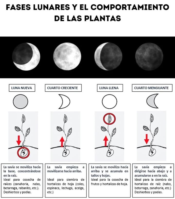 Fases lunares y el comportamiento de las plantas Las fases lunares han sido utilizadas durante siglos en la agricultura y la jardinería, ya que se cree que la influencia de la luna afecta el crecimiento y comportamiento de las plantas. Esta práctica, conocida como "jardinería lunar", se basa en cómo la gravedad de la luna afecta la savia de las plantas, la humedad del suelo y el desarrollo de las raíces. Aquí te explico cómo cada fase lunar influye en las plantas: Luna Nueva Efecto en las plantas: La savia se concentra en las raíces, lo que favorece el desarrollo radicular. Actividades recomendadas: o Siembra de tubérculos y raíces: Zanahorias, papas, remolachas. o Poda de mantenimiento: Para controlar el crecimiento sin estimular nuevos brotes. o Trasplante: Ideal para reducir el estrés de las plantas. Cuarto Creciente Efecto en las plantas: La savia comienza a subir hacia las partes superiores de la planta, favoreciendo el crecimiento foliar y floral. Actividades recomendadas: o Siembra de plantas de hoja: Lechuga, espinaca, acelga. o Abonado y fertilización: Especialmente con fertilizantes ricos en nitrógeno. o Injertos y esquejes: Mayor probabilidad de éxito. Luna Llena Efecto en las plantas: El flujo de savia alcanza su punto máximo en las partes superiores, lo que favorece la floración y fructificación. Actividades recomendadas: o Cosecha de frutas y flores: Mayor concentración de nutrientes y aromas. o Riego abundante: La tierra retiene mejor la humedad. o No se recomienda podar, ya que las plantas son más sensibles y pueden perder savia excesivamente. Cuarto Menguante Efecto en las plantas: La savia desciende nuevamente hacia las raíces, lo que fortalece la base y mejora la resistencia. Actividades recomendadas: o Siembra de tubérculos y bulbos: Ajo, cebolla, zanahoria. o Poda para estimular el crecimiento: Especialmente en plantas perennes y arbustos. o Control de plagas y malezas: Las plantas están menos sensibles a tratamientos naturales o manuales