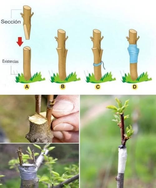 Consejos para Injertar Árboles Frutales Correctamente Materiales Necesarios: Cuchillo afilado de injerto Cinta de injerto o bandas de goma Portainjerto y vástago scion Tijeras de podar Alcohol para frotar para esterilización Sellador de injertos o cera Guía paso a paso: Elegir el Portainjerto y el Vástago Scion Portainjerto: Selecciona un portainjerto saludable y resistente a enfermedades, compatible con la variedad de vástago. Vástago: Escoge madera de vástago de un árbol sano y productivo, asegurándote de que coincida en diámetro con el portainjerto y tenga varios brotes. Momento Adecuado Mejor Estación: Finales del invierno o principios de la primavera, antes de que los brotes se hinchen. Preparación de Herramientas Esteriliza las Herramientas: Limpia con alcohol para frotar y evitar la transmisión de enfermedades. Realizar los Cortes Corte en el Portainjerto: Haz un corte limpio en el portainjerto injerto de látigo y lengua, en hendidura o de corteza, según el tamaño. Corte en el Vástago: Haz un corte en el vástago que coincida con el del portainjerto. Para injertos de látigo y lengua, haz un corte diagonal con una pequeña hendidura. Unir el Portainjerto y el Vástago Alinea las Capas de Cambium: Alinea cuidadosamente las capas verdes de cambium. Asegura el Injerto: Ata con cinta de injerto o bandas de goma para garantizar un buen contacto. Proteger el Injerto Sella el Injerto: Aplica sellador de injertos o cera para evitar la pérdida de humedad y enfermedades. Etiquetado: Etiqueta con la fecha y las variedades de portainjerto y vástago. Cuidado Posterior Riego: Mantén bien regado, pero evita el encharcamiento. Luz Solar: Coloca en luz solar indirecta para evitar el estrés del injerto. Poda: Elimina los brotes por debajo de la unión del injerto para dirigir la energía hacia el vástago. Monitoreo y Mantenimiento Revisa el Injerto: Inspecciona regularmente en busca de nuevos crecimientos y signos de fallo. Retira la Cinta: Una vez sanado, retira la cinta para evitar el estrangulamiento. Apoyo: Proporciona soporte si es necesario para proteger el injerto. Consejos para el Éxito La Práctica Hace al Maestro: La injertación mejora con la práctica. Experimenta con diferentes técnicas. Materiales Saludables: Usa portainjertos y vástagos sanos y libres de enfermedades. Paciencia: Da tiempo al injerto para sanar y crecer. No te desanimes por fallos iniciales. Siguiendo estos pasos, podrás injertar árboles frutales con éxito, disfrutando de los beneficios de una mejor calidad de fruta y rendimiento del árbol.