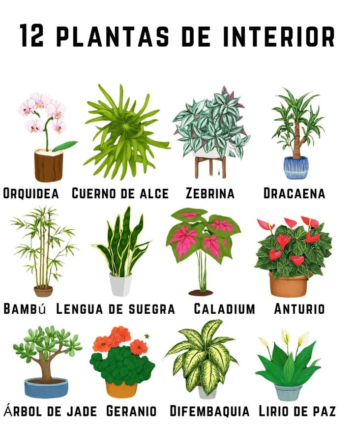 Guía fácil para cuidar plantas de interior Elige la planta según la luz de tu espacio: Luz alta: orquídea, bromelia, anthurium Luz media: spider plant, peperomia, dracaena Luz baja: ZZ plant, snake plant, pothos Riego: Riega moderadamente, evita el exceso de agua Más agua en primavera-verano, menos en otoño-invierno Fertilización: Usa fertilizante equilibrado de forma moderada Aplícalo más en primavera-verano, menos en invierno Plantas ideales para interiores: Spider plant, snake plant, pothos, dracaena y orquídea todas resistentes, bellas y purificadoras del aire.