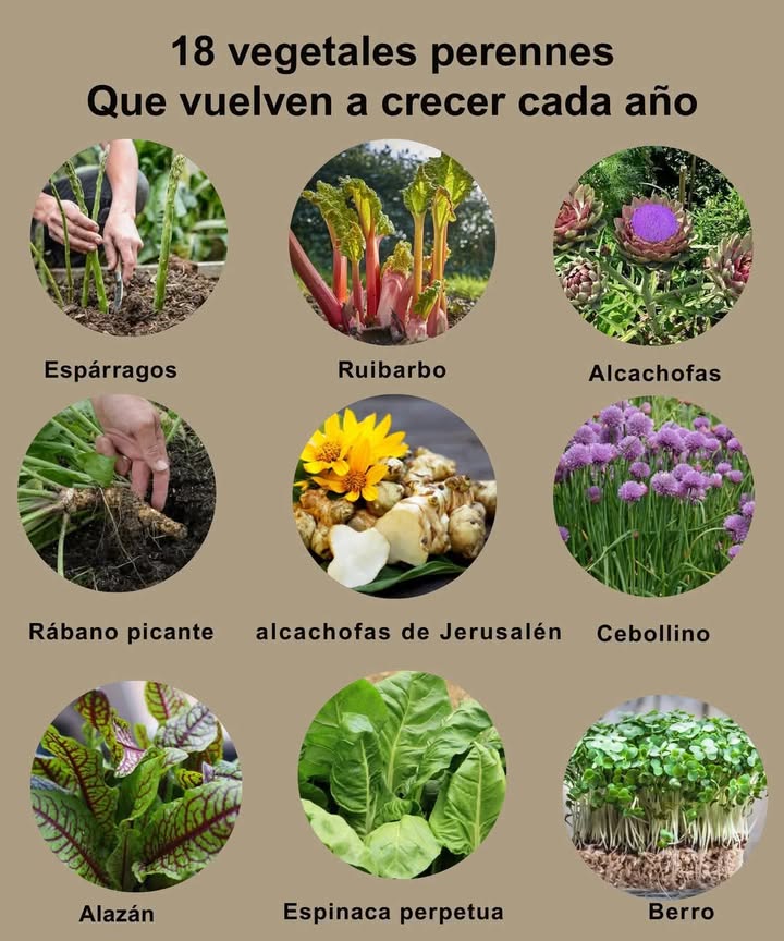 Imagina un jardín que continúa ofreciendo cosechas año tras año sin necesidad de replantar cada temporada. Descubre las mejores verduras perennes para cultivar! 1. Espárragos: Plante coronas a 8-10 pulgadas de profundidad en suelo bien drenado y a pleno sol. Comience a cosechar lanzas tiernas a partir del segundo año cada primavera. 2. Ruibarbo: Coloque coronas en un suelo fresco y rico a principios de la primavera. Coseche los tallos desde el segundo año, evitando las hojas tóxicas. 3. Alcachofas: Se desarrollan mejor en climas templados con suelo fértil. Recoja los cogollos antes de que se abran para disfrutar del mejor sabor. 4. Rábano picante: Cultive a pleno sol; excave las raíces en otoño para obtener un sabor más intenso. 5. Alcachofas de Jerusalén: Plante los tubérculos en suelo arenoso bajo la luz del sol; coseche en otoño después de que las plantas mueran. 6. Cebollino: Requiere pleno sol y suelo bien drenado; corte las hojas según sea necesario. 7. Acedera: Siembre en un suelo húmedo y bien drenado; recoja las hojas tiernas con regularidad. 8. Buen rey Enrique: Prefiere suelos ricos, bien drenados y sombra parcial; corte las hojas en primavera y principios del verano. 9. Cebollas para caminar: Muy fáciles de cuidar, se desarrollan en suelos bien drenados con pleno sol; aproveche las verduras o coseche bulbos pequeños. 10. Apio de monte: Crece bien a pleno sol o sombra parcial; recoja hojas y tallos según sea necesario. 11. Col rizada marina: Necesita un suelo arenoso y bien drenado; blanquee los brotes en primavera o disfrute de las hojas maduras. 12. Col rizada perenne: Se desarrolla en suelo fértil a pleno sol; recoja las hojas regularmente para estimular un nuevo crecimiento. 13. Skirret: Plante en suelo húmedo y fértil, ya sea a pleno sol o parcialmente; excave las raíces hacia finales de otoño o principios de invierno. 14. Espinaca perpetua: Prosperará en suelos bien drenados; recoja las hojas con frecuencia. 15. Berzas: Prefieren climas templados y suelos ricos; coseche las hojas según sea necesario. 16. Azucenas: Pueden cultivarse en cualquier tipo de suelo a pleno sol; elija brotes jóvenes o brotes sin abrir para cocinar. 17. Alcachofas chinas: Plante en suelo suelto y bien drenado; excave los tubérculos a finales de otoño o principios de invierno. 18. Berros: Cultive en aguas poco profundas o en suelo húmedo; corte las hojas regularmente para añadir frescura a sus ensaladas! 綾