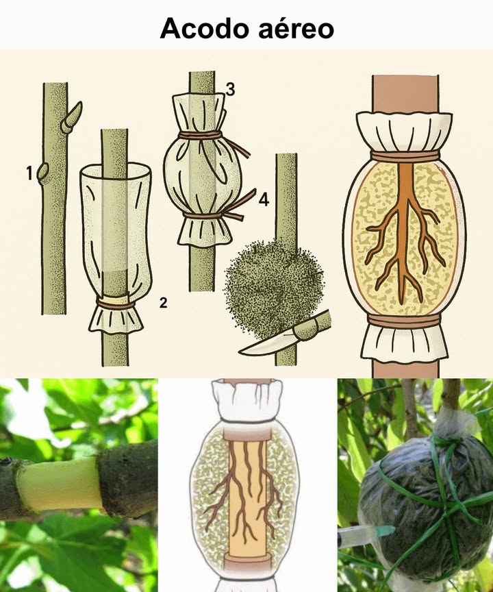 Acodo aéreo técnica para reproducir plantas Guía de 5 Pasos para Realizar un Acodo Aéreo: 1. Selección de la Rama: Elige una rama sana y flexible de la planta madre, ubicada a unos 30 cm del extremo. Asegúrate de que la rama tenga hojas saludables y esté libre de enfermedades. 2. Preparación de la Rama: Haz un corte limpio y diagonal en la rama seleccionada. Retira cuidadosamente una pequeña sección de la corteza para crear una herida que estimule el enraizamiento. 3. Aplicación de Hormonas de Enraizamiento opcional: Aplica una pequeña cantidad de hormonas de enraizamiento en la parte expuesta de la rama. Esto ayudará a fomentar el desarrollo de raíces en esa área. 4. Envoltura y Protección: Envuelve la zona cortada con aserrín de madera y cubre con plástico transparente. Asegura el plástico con alambre o cinta para conservar la humedad y crear un entorno favorable para el enraizamiento. 5. Espera y Verificación: Deja que la rama forme raíces, lo cual puede tardar varias semanas. Después de un tiempo, revisa si se han formado raíces suficientemente fuertes; si es así, corta la rama debajo de las raíces y trasplántala.