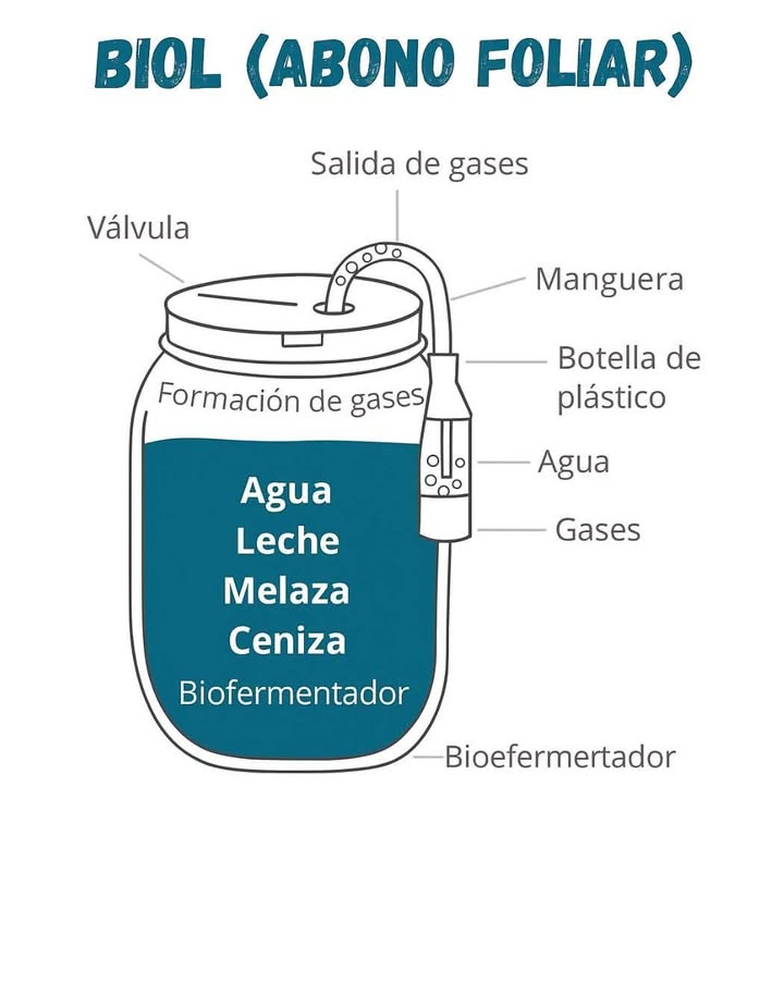 Guía práctica para preparar tu propio Biol abono foliar orgánico Qué es el biol? Es un abono líquido orgánico rico en fitohormonas, que mejora: Germinación de semillas Fortalecimiento de raíces Floración de las plantas Materiales necesarios 4050 kg de estiércol de vaca o gallinaza si no tienes 2 kg de panela 200 g de levadura granulada 2 litros de leche 拏 5 kg de hojas de leguminosas picadas 2 kg de ceniza 150 litros de agua Tambo plástico de 200 litros con tapa hermética y grifo Pasos para la preparación Paso 1: Colocar el estiércol en el tambo Paso 2: Diluir la panela en agua hasta que esté líquida Paso 3: Diluir la levadura aparte en agua Paso 4: Verter la panela y levadura diluidas en el tambo Paso 5: Agregar hojas picadas de leguminosas o residuos de cocina Paso 6: Añadir 150 litros de agua y mezclar vigorosamente por 20 minutos Paso 7: Tapar herméticamente, dejando 20 cm libres bajo la tapa Fermentación y seguridad del proceso Conecta una manguera al grifo del tambo hacia una botella con agua: esto permite la salida del gas y asegura la fermentación. El proceso dura de 60 a 90 días, dependiendo de la temperatura: Calor = fermenta más rápido Frío = fermenta más lento Cuando ya no sale gas, el biol está listo para usarse. Rendimiento y aplicación Se obtienen aproximadamente 100 litros de biol. La dosis y aplicación dependen del tipo de cultivo. Se puede usar en mochila de fumigación de 20 litros . Punto clave: El biol es una alternativa natural, económica y potente para nutrir tus plantas y mejorar su desarrollo de forma sostenible .