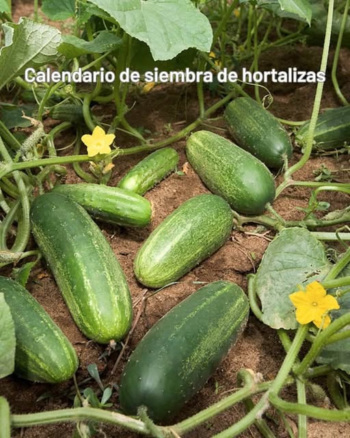 Calendario de Siembra de Verduras 1. Tomate : meses 8 9 10 2. Berenjena : meses 2 7 8 9 3. Pimiento : meses 8 9 4. Pepino 勒 : meses 2 3 8 9 5. Calabaza : mes 8 6. Calabacín 勒 : meses 2 3 8 9 7. Sandía : meses 2 3 8 9 8. Melón : meses 2 3 8 9 9. Maíz : meses 2 5 10. Okra : meses 2 3 8 11. Fresa : meses 9 10 11 12. Patata 凜 : meses 10 11 12 13. Frijol 齃 : meses 9 10 14. Habas : meses 10 11 15. Lechuga 塞 : meses 2 3 10 11 16. Cebolla 暈 : meses 9 10 11 17. Ajo 龍 : meses 10 11 18. Malva : meses 2 3 19. Perejil : meses 10 11 12 1 20. Cilantro : meses 2 3 10 11 12 21. Berro : meses 9 10 11 22. Eneldo : meses 2 3 10 11 23. Espinaca : meses 10 11 24. Fenogreco : meses 11 12 25. Zanahoria 凌 : meses 10 11 26. Menta : meses 1 2 3 9 10 11 Este calendario indica los períodos ideales para plantar tus verduras y asegurar una cosecha sana y abundante.