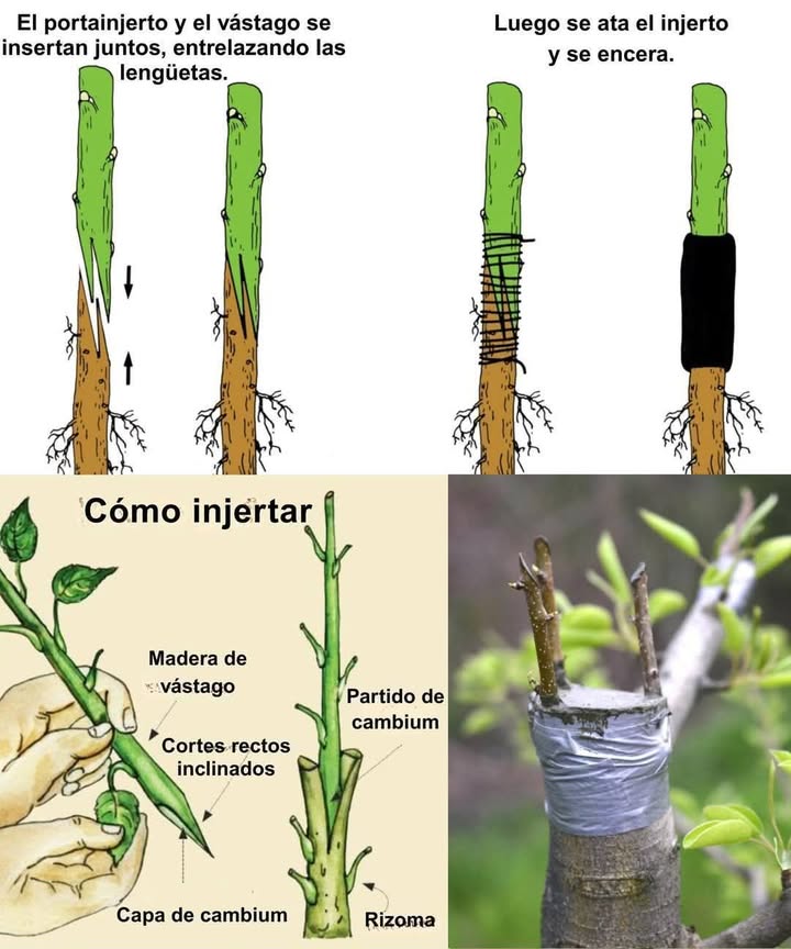 Injerta tus árboles frutales y disfruta de resultados sorprendentes! Variedades múltiples: Cultiva diversas frutas en un solo árbol. Árboles más robustos: Injertar en portainjertos resistentes aumenta la resistencia a enfermedades. Mayor producción: Los árboles correctamente injertados ofrecen frutos de mejor calidad y más rápido. Pasos Clave para el Injerto 1. El momento adecuado: Realiza el injerto a finales del invierno o principios de primavera, cuando los árboles están inactivos. 2. Empareja portainjertos y vástagos: Escoge tipos compatibles para asegurar un crecimiento saludable. 3. Usa herramientas limpias y afiladas: Haz cortes precisos con un cuchillo especial para injertos para evitar infecciones. 4. Realiza cortes limpios: Alinea las capas de cambium para un ajuste perfecto y una unión más efectiva. Selecciona la Técnica Apropiada: 1. Látigo y lengua: Ideal para ramas del mismo tamaño. 2. Injerto de hendidura: Perfecto para vástagos más pequeños en ramas grandes. 3. Brotación: Excelente para cogollos individuales en ramas jóvenes. 4. Asegura con cinta adhesiva: Envuelve el injerto con firmeza, evitando restringir el flujo de nutrientes. 5. Séllelo: Aplica cera de injerto para prevenir la deshidratación y las infecciones. 6. Cuidado post-injerto: Riega moderadamente, protégelo de temperaturas extremas y mantente atento a plagas. Consejos Adicionales Ten paciencia: El nuevo crecimiento puede tardar semanas o meses en aparecer. Protege los cogollos: Resguarda el nuevo crecimiento del viento y las plagas. Poda según sea necesario: Retira los brotes debajo del injerto para concentrar el crecimiento. Verifica el éxito: Si el injerto está verde y en ciernes después de unos meses, probablemente haya funcionado!