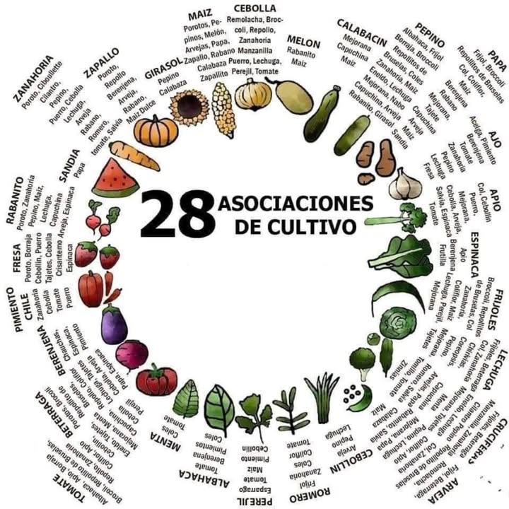 欄 28 asociaciones de cultivos: cómo combinar plantas para mejorar tu huerto La asociación de cultivos consiste en sembrar plantas juntas que se beneficien entre sí. Así mejoras la salud del suelo, controlas plagas y obtienes mejores cosechas Aquí te dejamos 28 ejemplos efectivos con consejos: 凌 1. Zanahoria cebolla La cebolla ahuyenta la mosca de la zanahoria. 2. Tomate albahaca La albahaca mejora el sabor y repele plagas como pulgones y mosca blanca. 3. Maíz frijol calabaza Milpa El frijol fija nitrógeno, el maíz da soporte, la calabaza cubre el suelo. 凜 4. Papa maíz El maíz da sombra y mejora el microclima. 塞 5. Lechuga zanahoria Crecen bien juntas, aprovechan diferente profundidad del suelo. 龍 6. Ajo fresa El ajo repele plagas del suelo. 7. Pimiento albahaca Mejora el crecimiento y aleja insectos. 暈 8. Cebolla zanahoria puerro Buena combinación repelente de plagas cruzadas. 勒 9. Pepino girasol El girasol protege del viento y atrae polinizadores. 復 10. Brócoli manzanilla La manzanilla mejora su sabor y repele plagas. 11. Fresa espinaca Buena cobertura del suelo y protección mutua. 12. Cilantro espinaca Crecen bien con poca competencia. 13. Girasol maíz Ambos atraen polinizadores y dan sombra en verano. 14. Rábano lechuga Rápido crecimiento que ayuda a airear el suelo. 15. Frijol calabaza Cobertura y fijación de nitrógeno. 16. Acelga cebolla Buena asociación para camas elevadas. 17. Quinoa maíz Ambas requieren suelo bien drenado y se complementan. 18. Vid lavanda La lavanda atrae insectos benéficos y repele plagas. 19. Camote maíz El camote cubre el suelo, reduce malezas. 綾 20. Rúcula zanahoria Diferente ritmo de crecimiento, no compiten. 21. Arvejas espinaca Ambas prosperan en clima fresco y fertilizan el suelo. 龍 22. Ajo repollo El ajo repele gusanos de col. 𣏕 23. Pimiento cebolla Compatibles y de raíces poco profundas. 塞 24. Repollo menta La menta ahuyenta plagas. 25. Yuca maíz Buena relación entre raíces y follaje. 26. Sandía girasol El girasol atrae polinizadores, la sandía se extiende. 凜 27. Papa caléndula La caléndula aleja nematodos. 華 28. Aromáticas todo el huerto Romero, orégano y lavanda ayudan a repeler plagas y atraer insectos benéficos. Consejos clave: Evita combinar plantas de la misma familia. Alterna hortalizas de raíz, hoja, flor y fruto. Incluye aromáticas para protección natural. Observa y adapta según tu clima y suelo. Asociar cultivos es una técnica agroecológica sencilla y poderosa! #AsociaciónDeCultivos #HuertoEcológico #SiembraInteligente #AgriculturaOrgánica #Agroecología #PlantasCompañeras #HuertoFamiliar #CultivaEnCasa #ConsejosDeSiembra