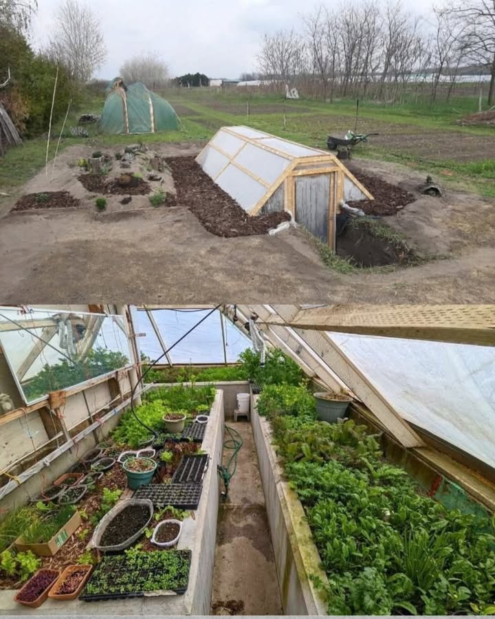 Invernadero Walpini. Un invernadero Walipini, también conocido como "invernadero subterráneo" o "invernadero enterrado", es una estructura de cultivo protegido que se construye bajo la superficie del suelo. A continuación, se presentan algunos beneficios de un invernadero Walipini: Beneficios climáticos y ambientales 1. Regulación de temperatura: La tierra actúa como aislante, manteniendo la temperatura interior estable y constante. 2. Protección contra vientos y heladas: La estructura subterránea protege las plantas de condiciones climáticas adversas. 3. Aprovechamiento de la luz natural: Aunque está enterrado, el invernadero Walipini puede recibir luz natural a través de ventanas o claraboyas. 4. Reducción de la evaporación: La humedad se mantiene dentro del invernadero, reduciendo la necesidad de riego. Beneficios agrícolas 1. Cultivo durante todo el año: Gracias a la regulación de temperatura, se puede cultivar durante todo el año, incluso en zonas con climas extremos. 2. Mayor producción: El microclima estable dentro del invernadero favorece el crecimiento y desarrollo de las plantas. 3. Diversidad de cultivos: Se pueden cultivar una variedad de plantas, desde hortalizas y frutas hasta flores y hierbas. 4. Reducción de plagas y enfermedades: La estructura cerrada reduce la entrada de plagas y enfermedades. Beneficios económicos y sociales 1. Ahorro de energía: No se requiere calefacción o refrigeración adicional. 2. Reducción de costos de producción: Menores costos de riego, fertilizantes y pesticidas. 3. Autosuficiencia alimentaria: Permite producir alimentos frescos y saludables para el consumo familiar. 4. Oportunidades de negocio: Puede generar ingresos a través de la venta de productos cultivados. Beneficios adicionales 1. Bajo impacto ambiental: La construcción subterránea reduce la huella ecológica. 2. Estética: Se integra con el paisaje natural, sin alterar la vista. 3. Educación y investigación: Puede servir como espacio para la educación y investigación en agricultura sostenible. 4. Almacenamiento de agua: Puede incluir sistemas de recolección y almacenamiento de agua de lluvia. En resumen, un invernadero Walipini ofrece numerosos beneficios climáticos, agrícolas, económicos y sociales, lo que lo convierte en una opción atractiva para aquellos interesados en la agricultura sostenible y la autosuficiencia alimentaria.