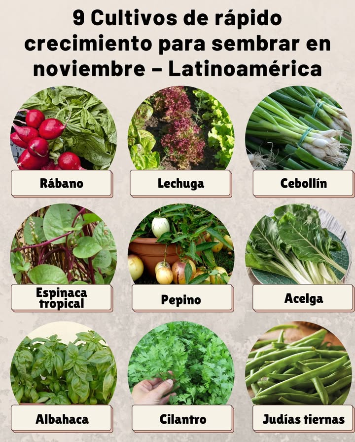 9 Cultivos de rápido crecimiento para sembrar en noviembre Latinoamérica Rábano: Uno de los más veloces; listo para cosechar en menos de un mes. Lechuga: Germina rápido y puedes cortar hoja por hoja durante semanas. Cebollín: Crece fácilmente en macetas o suelo y se multiplica con cada corte. Espinaca tropical: Ideal para zonas cálidas y húmedas, de rápido crecimiento. Pepino: En climas templados o cálidos produce frutos en pocas semanas. Acelga: Resiste el calor moderado y crece con vigor si el suelo se mantiene húmedo. Albahaca: Germina en menos de una semana y crece rápido con buen sol. Cilantro: Germina velozmente y está listo para cortar en 4-5 semanas. Judías tiernas o ejotes: Germinan y producen en poco tiempo bajo el sol tropical. Consejo: Usa sustrato ligero, riega al amanecer o al anochecer y aprovecha los días largos de luz para obtener cosechas abundantes.