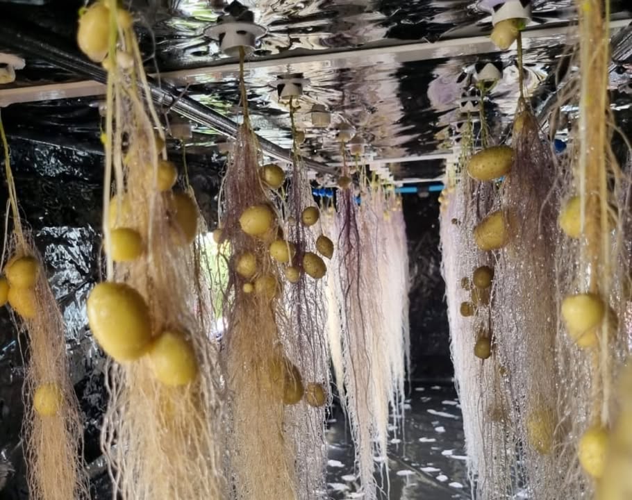 凜 Aeroponía en el cultivo de papas: la revolución agrícola 凜 La aeroponía es un sistema de cultivo sin suelo donde las raíces crecen suspendidas en el aire y reciben nutrientes mediante una fina nebulización . En el caso de las papas, este método se está convirtiendo en una alternativa clave para mejorar la producción de alimentos en el futuro. Cómo funciona? Las raíces de las papas quedan suspendidas en cámaras oscuras. Se nebulizan regularmente con una solución rica en nutrientes. Las condiciones de luz, temperatura y humedad son controladas. En semanas, se desarrollan tubérculos limpios y uniformes. Beneficios principales: Ahorro de hasta 90% de agua en comparación con la agricultura convencional. Producción de papas libres de plagas y patógenos del suelo. Mayor densidad de cultivo en espacios reducidos. Posibilidad de cosechar más de una vez al año. Ideal para zonas con suelos pobres, urbanos o en países con escasez de tierra cultivable. Importancia: La aeroponía en papas no solo mejora el rendimiento y la calidad del cultivo, sino que también contribuye a la seguridad alimentaria mundial al permitir producir en cualquier lugar, incluso en desiertos o ciudades . En países como India, China y Perú, ya se están implementando sistemas aeropónicos para multiplicar semillas de papa de alta calidad, acelerando el acceso de los agricultores a tubérculos más resistentes y productivos. #Aeroponía #CultivoDePapas #AgriculturaSostenible #InnovaciónAgro #FuturoVerde