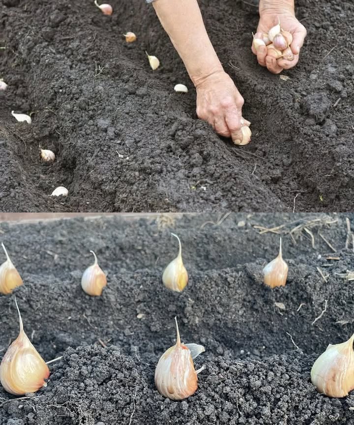 龍 Cómo plantar ajo en casa? Paso a paso para cultivarlo fácilmente El ajo es uno de los cultivos más sencillos y agradecidos que puedes tener en tu huerto o jardín. No necesita mucho espacio y puedes usar dientes de ajo comunes. Aquí te explicamos cómo hacerlo: 1. Elige los dientes correctos Usa dientes grandes, sanos y sin manchas. No peles el ajo: plántalo con la cáscara. 2. El momento ideal Planta ajo en otoño o invierno si estás en clima templado, o a inicios de primavera en zonas frías. El ajo necesita pasar por el frío para desarrollar los bulbos correctamente. 3. Preparación del suelo Elige un lugar soleado. El suelo debe estar suelto, bien drenado y enriquecido con compost. 4. Siembra Planta los dientes con la punta hacia arriba, a 35 cm de profundidad y a unos 1015 cm de distancia entre sí. 5. Cuidados Riega con moderación: el ajo no soporta el exceso de agua. Mantén el área libre de maleza. No es exigente en fertilización, pero puedes aplicar compost durante el crecimiento. 6. Cosecha De 6 a 8 meses después, cuando las hojas estén amarillas y secas, ya puedes cosechar. Saca los bulbos, límpialos suavemente y déjalos secar a la sombra. Consejo extra: Puedes guardar los mejores ajos de tu cosecha para volver a sembrar. Así mejoras cada vez tu variedad local. Cultivar ajo es fácil, útil y muy gratificante. Síguenos para más contenido educativo sobre agricultura, agroindustria y huertos en casa.