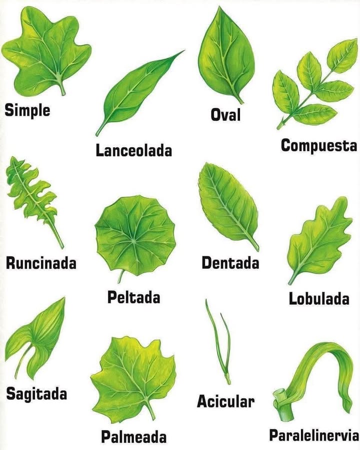 Tipos de hojas y su importancia agronómica 六 Las hojas son órganos esenciales en las plantas, ya que realizan la fotosíntesis, la transpiración y el intercambio gaseoso. 1. Simple: Estas hojas tienen un limbo único y continuo, sin divisiones en su estructura. Son comunes en cultivos como la espinaca, y su simplicidad las hace eficientes en la fotosíntesis. Este tipo de hoja es útil para identificar plantas herbáceas de rápido crecimiento. 2. Lanceolada: Tienen forma alargada y estrecha, con los extremos puntiagudos, como en el lirio. Este diseño facilita la captación de luz en áreas densamente pobladas, siendo típico en plantas ornamentales y algunas gramíneas. 3. Oval: Las hojas ovaladas tienen un limbo elíptico con bordes lisos. Son frecuentes en hierbas aromáticas como la albahaca, donde su forma compacta permite maximizar el área de fotosíntesis sin perder eficiencia en la transpiración. 4. Compuesta: Formadas por varios folíolos unidos a un mismo pecíolo, como en el trébol. Este tipo de hoja permite que las plantas leguminosas adapten su superficie foliar a diferentes ambientes, facilitando la captación de luz. 5. Runcinada: Con bordes profundamente lobulados orientados hacia el ápice, como el diente de león. Estas hojas son características de plantas adaptadas a suelos pobres, aprovechando al máximo los recursos disponibles para la fotosíntesis. 6. Peltada: Tienen forma circular y el pecíolo se une al centro del limbo, como en la capuchina. Su diseño es ideal para plantas trepadoras, que utilizan las hojas para captar luz mientras ascienden en busca de mejores condiciones. 7. Dentada: Poseen bordes con dientes pronunciados, como en el roble joven. Este diseño es una estrategia de defensa contra herbívoros, al tiempo que permite una mayor transpiración y captación de luz. 8. Lobulada: Tienen lóbulos poco profundos que dividen el margen del limbo, como en el arce. Este diseño aumenta la superficie foliar sin incrementar el peso, siendo eficiente para árboles y arbustos. 9. Sagitada: En forma de flecha, con lóbulos basales hacia abajo, como en el caladio. Estas hojas son comunes en ambientes húmedos, ya que su diseño permite canalizar el agua lejos del tallo. 10. Palmeada: Con venas que parten desde un punto común, como en el ricino. Este tipo de hoja es típico en climas tropicales, donde la radiación solar es intensa, y facilita una distribución uniforme de la luz. 11. Acicular: Hojas delgadas, puntiagudas y rígidas, como en el pino. Son una adaptación a climas fríos y secos, minimizando la pérdida de agua mientras realizan la fotosíntesis. 12. Paralevinervea: Tienen una forma lineal con venas paralelas, como el césped. Este diseño es típico de gramíneas y cultivos forrajeros, optimizando la resistencia al pisoteo y al viento. Conocer estos tipos de hojas permite identificar plantas, ajustar prácticas agrícolas y mejorar la eficiencia productiva en diferentes entornos