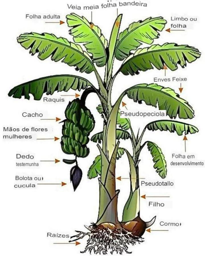 Esquema anatómico de una planta de plátano, destacando las partes clave de su morfología 六 Hojas: Hoja adulta: Hojas que se han desarrollado completamente y son responsables de la fotosíntesis. Hoja bandera: La hoja más joven antes de la floración, normalmente más pequeña que las demás. Limbo o lámina: Parte grande de la hoja que realiza la fotosíntesis. Cara superior e inferior: Refleja las dos caras de la hoja; la cara superior haz es el haz y la cara inferior envés es el envés. Vena central: Estructura central de la hoja que transporta los nutrientes y el agua. Tallo y estructura: Pseudotallo: Parte falsa del tallo formada por las bases de las hojas, que sostiene la planta. Pseudotallo: Estructura que une las hojas al pseudotallo. Gusano: base de la planta donde se almacena la energía y de la que salen las raíces. Raíces: estructuras subterráneas que absorben el agua y los nutrientes del suelo. Reproducción: Vástago: Brote que crece cerca del cormo y se convierte en una nueva planta, permitiendo la propagación asexual. Frutos y flores: Racimo: Conjunto de frutos que forman la "mano" de los plátanos. Manos florales femeninas: Parte de la planta donde se desarrolla el fruto. Dedo testigo: Primer fruto que indica el crecimiento del racimo. Cucula o corazón: Parte terminal del racimo que contiene las flores. Este diagrama es una gran referencia para entender las diferentes partes de una planta de plátano, y es útil tanto en estudios agronómicos como en la producción de este cultivo.