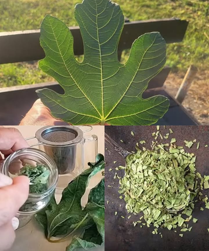 El poder de las hojas de higuera: una joya oculta para la salud y el bienestar

Más allá del fruto dulce, las hojas de la higuera son un tesoro medicinal olvidado. Llenas de antioxidantes, fibra y compuestos bioactivos, estas hojas verdes esconden un potencial transformador para el cuerpo y la mente.

10 beneficios extraordinarios de las hojas de higuera

 Regulan el azúcar en sangre  mejoran la sensibilidad a la insulina y reducen la glucosa.
 Protegen el corazón  reducen triglicéridos, colesterol LDL y mejoran la salud cardiovascular.
 Apoyan el control del peso  su fibra promueve saciedad y regula el metabolismo de las grasas.
 Mejoran la digestión  alivian el estreñimiento, el intestino irritable y la inflamación gástrica.
 Cuidan la piel  combaten el envejecimiento prematuro y ayudan en casos de eccema y acné.
 Fortalecen los huesos  gracias a su contenido en calcio y magnesio.
 Alivian los problemas respiratorios  actúan como expectorante natural contra tos y mucosidad.
 Previenen el cáncer  sus antioxidantes protegen el ADN celular del daño oxidativo.
 Depuran el hígado  ayudan a eliminar toxinas y reducen la inflamación hepática.
 Combaten las úlceras  regeneran el revestimiento estomacal y alivian molestias digestivas.

Cómo preparar té de hojas de higuera

 Ingredientes:
 2 o 3 hojas frescas o secas de higuera
 2 tazas de agua
 Miel o limón al gusto opcional

 Preparación:
 Lava bien las hojas.
 Hierve el agua y añade las hojas.
 Cocina a fuego lento durante 10-15 minutos.
 Cuela y sirve caliente.
 Endulza si lo deseas.

Un té calmante, digestivo y lleno de propiedades curativas. Tomado a diario, es una forma sencilla y natural de fortalecer tu salud desde el interior.

Las hojas de higuera son mucho más que un residuo verde.
Incorporarlas a tu rutina diaria es abrir la puerta a un mundo de beneficios profundos y sostenibles para todo el organismo.