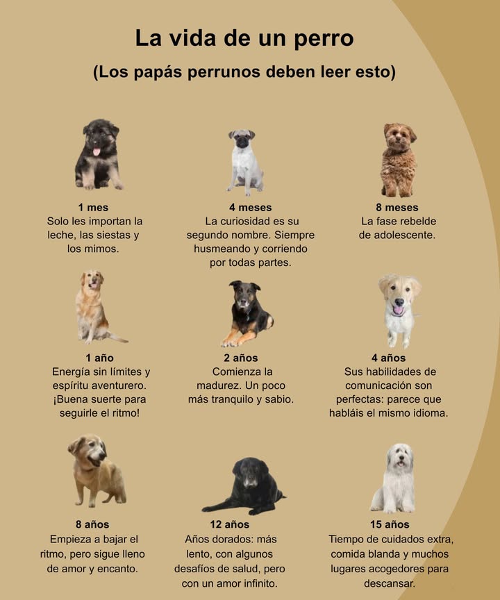 La vida de un perro

Desde sus primeros días hasta la vejez, cada etapa está llena de amor, aprendizaje y compañía incondicional.

 1 mes  Leche, siestas y mimos son todo su mundo.
 4 meses  Curioso, inquieto y explorador: todo es una aventura.
 8 meses  Fase rebelde de adolescencia, energía sin control.
了 1 año  Espíritu aventurero y vitalidad sin límites.
 2 años  Comienza la madurez, más tranquilo y sabio.
 4 años  Comunicación perfecta, entiende cada gesto y emoción.
 8 años  Más pausado, pero igual de amoroso y leal.
 12 años  Años dorados, amor infinito y pasos más lentos.
 15 años  Etapa de mimos, descanso y gratitud por una vida compartida. 

Cada año junto a ellos es un regalo que deja huellas en el corazón.