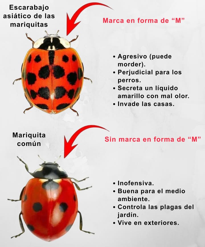 Escarabajo asiático vs. Mariquita común 

 Escarabajo asiático marca en forma de M
 Agresivo, puede morder
 Perjudicial para los perros
 Secreta líquido amarillo con mal olor
 Invade las casas

 Mariquita común sin marca en forma de M
 Inofensiva
 Beneficiosa para el medio ambiente
 Controla plagas en el jardín
 Vive en exteriores