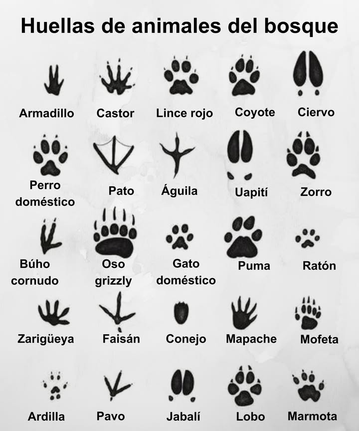 Huellas de animales del bosque

璉 Armadillo  Castor  Lince rojo  Coyote  Ciervo
 Perro doméstico  Pato  Águila  Uapití  Zorro
黎 Búho cornudo  Oso grizzly  Gato doméstico  Puma  Ratón
劣 Zarigüeya  Faisán  Conejo  Mapache  Mofeta
 Ardilla  Pavo  Jabalí  Lobo  Marmota
