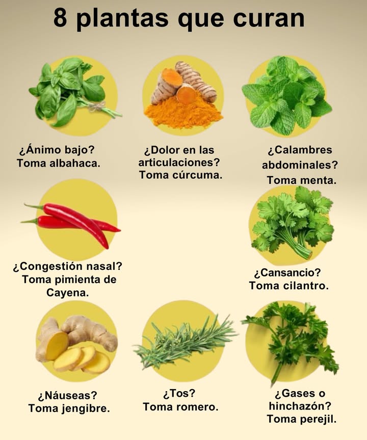 8 plantas que curan

Ánimo bajo  toma albahaca
Dolor en las articulaciones  toma cúrcuma
Calambres abdominales  toma menta
Congestión nasal  toma pimienta de Cayena
Cansancio  toma cilantro
Náuseas  toma jengibre
Tos  toma romero
Gases o hinchazón  toma perejil