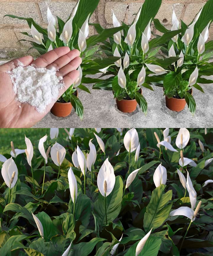 Bicarbonato de sodio: el secreto para una floración rápida y saludable

Un ingrediente natural, económico y versátil que estimula las defensas de las plantas, protege contra hongos y favorece una floración abundante.

Beneficios del bicarbonato para las plantas:
 Regula el pH del suelo.
 Crea una barrera protectora contra enfermedades y hongos.
 Aumenta las defensas naturales en todas las estaciones.
 Seguro, no tóxico y apto para huertos ecológicos.

Cómo usarlo:
1 Disolver 12 cucharadas de bicarbonato en 1 litro de agua a temperatura ambiente.
2 Remover hasta que se disuelva completamente.
3 Regar la base de la planta o pulverizar sobre las hojas.
4 Aplicar en horas frescas, evitando temperaturas superiores a 35 C.

 Un método natural y eficaz para que tus plantas, en balcón o jardín, florezcan sanas y radiantes en poco tiempo.