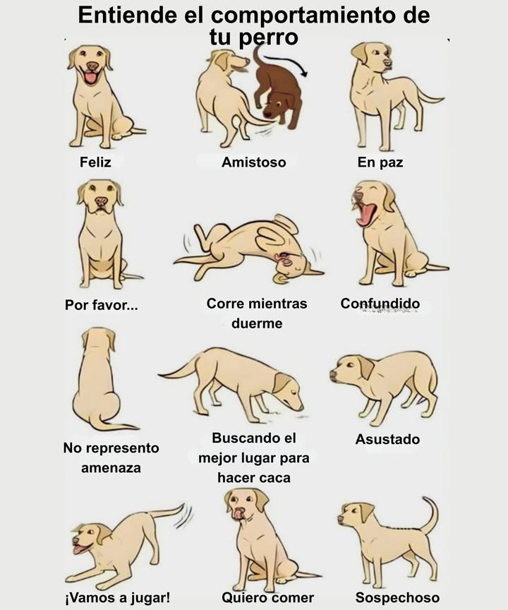 Entiende el lenguaje corporal de tu perro

 Feliz: cuerpo relajado, orejas erguidas y cola moviéndose suavemente.
 Amistoso: se acerca con curiosidad, olfateando y moviendo la cola.
 En paz: postura tranquila, mirada serena, sin tensión muscular.
 Por favor…: mirada fija o gesto de súplica para llamar tu atención.
 Corre mientras duerme: patas moviéndose durante el sueño, sueño activo.
 Confundido: cabeza ladeada y orejas levantadas.
 No represento amenaza: postura baja y cola relajada, muestra sumisión.
 Buscando el mejor lugar para hacer caca: olfatea el suelo y da vueltas.
 Asustado: cola entre las patas, orejas hacia atrás y cuerpo encogido.
 Vamos a jugar!: cuerpo agachado, cola moviéndose rápidamente.
 Quiero comer: mirada fija, babeo o movimientos ansiosos.
 Sospechoso: cuerpo tenso, orejas y cola erguidas, atención total.

 Un vistazo rápido a sus gestos puede ayudarte a entender cómo se siente y fortalecer vuestro vínculo.