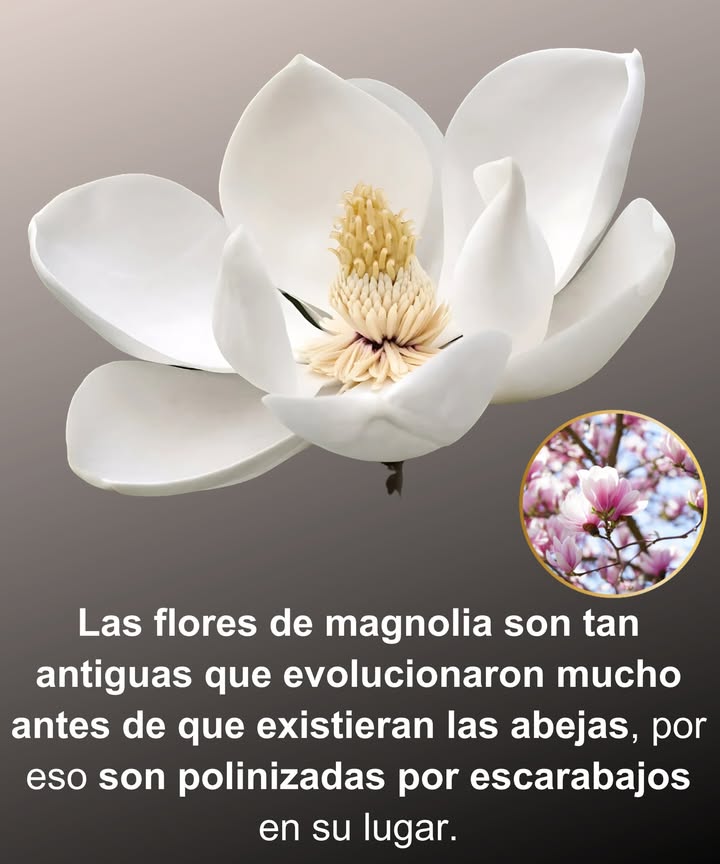 Magnolias: Bellezas ancestrales del jardín
Estas flores existen desde la época de los dinosaurios, literalmente!

 Florecieron por primera vez hace más de 95 millones de años
 Evolucionaron antes de que existieran abejas o mariposas
 Polinizadas por escarabajos, sus socios originales
 Flores en forma de cuenco adaptadas al paso de escarabajos
 Pétalos gruesos que resisten daños de insectos torpes
 Aroma afrutado que imita fruta fermentada para atraer escarabajos
 La polinización ocurre mientras los escarabajos buscan polen dentro de la flor

練 Un fósil viviente en tu jardín: las magnolias nos conectan con el pasado profundo de la Tierra