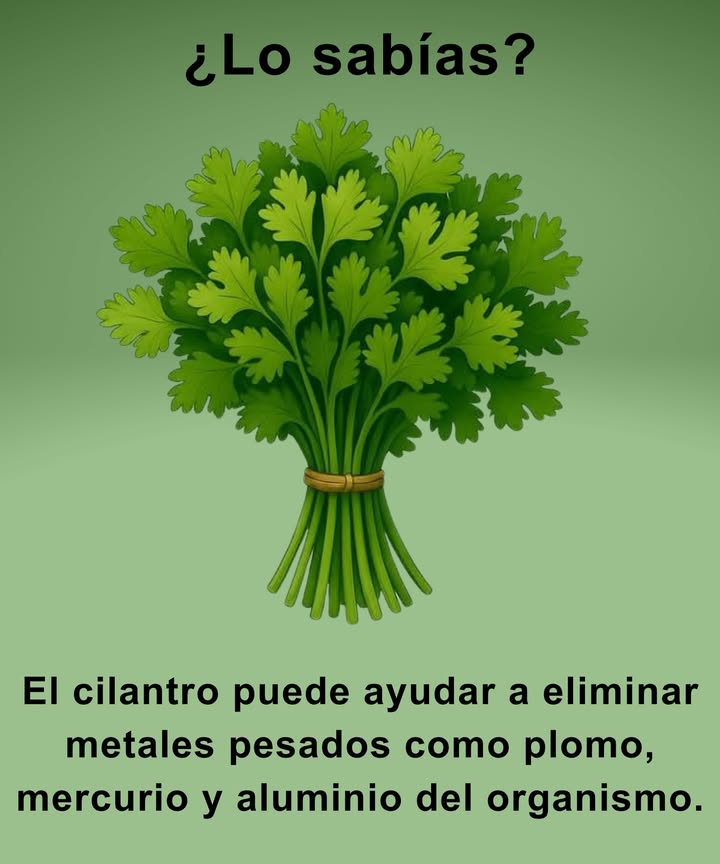 Propiedades del cilantro 

 Ayuda a eliminar metales pesados como plomo, mercurio y aluminio
 Favorece la desintoxicación natural del organismo
 Aporta antioxidantes que protegen las células
 Contribuye al bienestar digestivo y general

Un aliado verde para la salud y la limpieza interna.