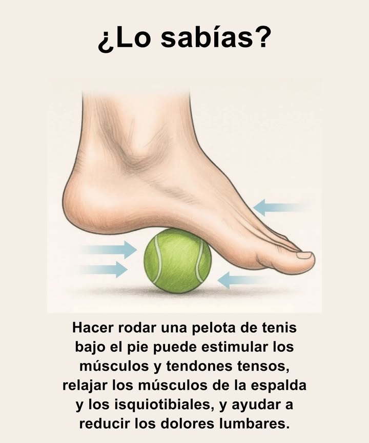 禮 Masaje con pelota de tenis: alivio natural para el cuerpo

Rodar una pelota de tenis bajo el pie es una forma sencilla y eficaz de liberar tensión acumulada.
Estimula músculos y tendones, mejora la circulación y relaja zonas conectadas con la espalda y los isquiotibiales.
Este pequeño ejercicio puede ayudar a reducir dolores lumbares y aportar una sensación profunda de bienestar.

Un gesto diario que revitaliza cuerpo y mente en pocos minutos.