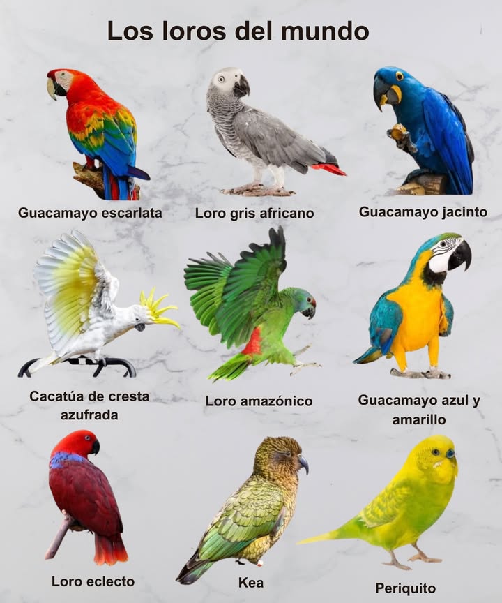 列 Los loros más fascinantes del mundo:

Guacamayo escarlata  Un arcoíris viviente de la selva tropical.
勇 Loro gris africano  El más inteligente, experto en imitar voces humanas.
 Guacamayo jacinto  Majestuoso, el loro más grande y de un azul intenso.

 Cacatúa de cresta azufrada  Alegre y ruidosa, con su mohawk amarillo.
 Loro amazónico  Verde vibrante y gran conversador de la selva.
 Guacamayo azul y amarillo  Colorido y sociable, símbolo de alegría tropical.

 Loro eclecto  Macho y hembra con plumajes totalmente distintos.
 Kea  Loro alpino de Nueva Zelanda, curioso y juguetón.
 Periquito  Pequeño, brillante y uno de los compañeros más queridos.

 Belleza, inteligencia y color… así hablan los loros del mundo.