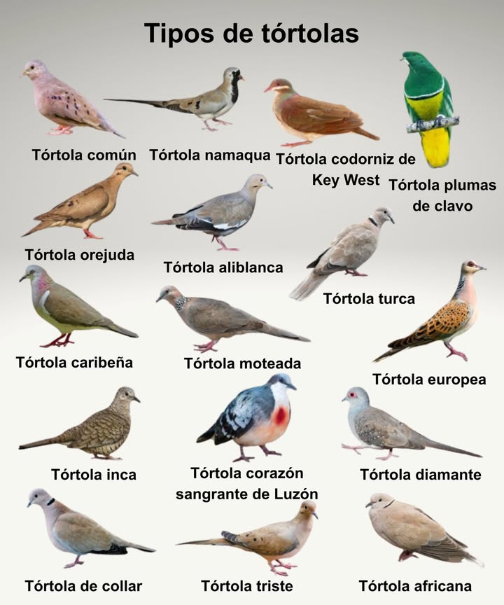 Tipos de tórtolas más conocidas 

 Tórtola común  elegante y adaptable
 Tórtola namaqua  originaria de África
 Tórtola codorniz de Key West  de plumaje rojizo
 Tórtola plumas de clavo  exótica y colorida
 Tórtola orejuda  con marcas distintivas en la cabeza
 Tórtola aliblanca  de alas claras y suaves
 Tórtola turca  frecuente en ciudades
 Tórtola caribeña  típica de islas tropicales
 Tórtola moteada  con plumas punteadas
 Tórtola europea  símbolo de paz y amor
 Tórtola inca  pequeña y discreta
 Tórtola corazón sangrante de Luzón  única con su mancha roja
 Tórtola diamante  de tamaño diminuto y ojos brillantes
 Tórtola de collar  con anillo negro en el cuello
 Tórtola triste  conocida por su canto melancólico
 Tórtola africana  común en regiones cálidas

 Belleza alada que conecta culturas, paisajes y emociones.
