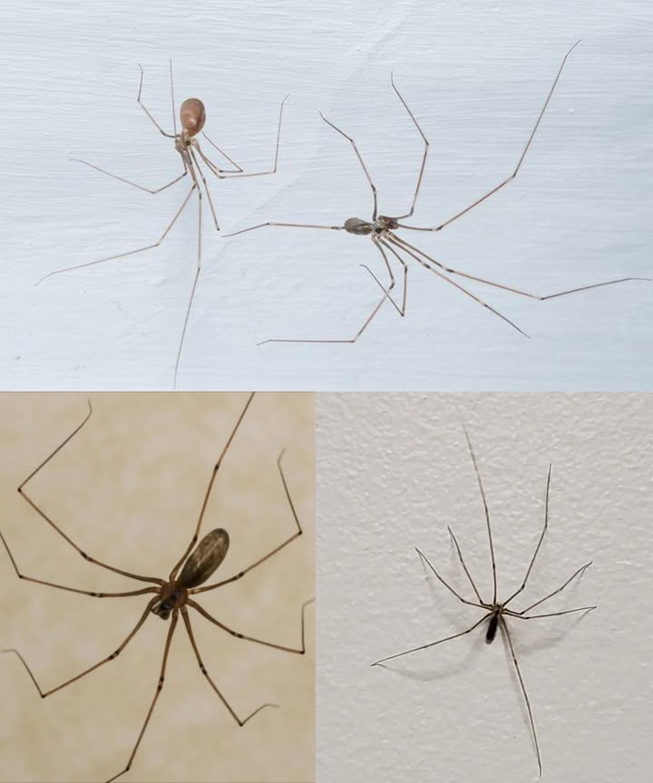 Un mensaje de un pequeño amigo de ocho patas Soy una de las arañas de techo más comunes en los hogares. No soy peligrosa, no muerdo, no transmito enfermedades y no busco tu cama. Por qué estoy aquí? Tu hogar es acogedor... y está repleto de presas. Mosquitos, moscas, polillas: los atrapo silenciosamente mientras duermes. Un servicio natural y gratuito Tejo mi tela en un rincón, cumplo con mi labor y paso desapercibida. Soy un desinsectador ecológico, silencioso y eficiente. Un papel poco conocido Contribuyo al equilibrio de tu hogar y ayudo a controlar los insectos no deseados. Un pequeño habitante discreto, útil y frecuentemente incomprendido que vive en armonía dentro de tu espacio.