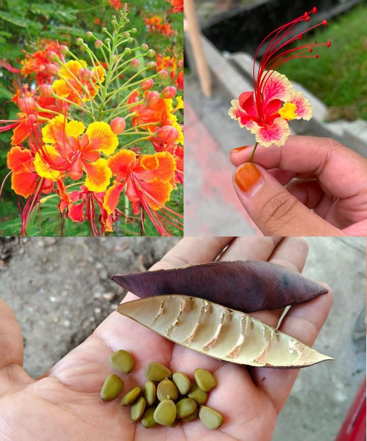Caesalpinia pulcherrima: la flor del pavo real que sana, purifica y embellece Conocida como flor del pavo real, orgullo de Barbados o poinciana enana, esta joya tropical deslumbra por sus colores rojo y naranja vibrantes y por su increíble poder medicinal. Desde hace siglos, en Asia, África y el Caribe, se ha usado para aliviar fiebres, dolores y desequilibrios internos. Cada parte hojas, flores, vainas, raíces y semillas es una fuente natural de bienestar. 30 beneficios de la Caesalpinia pulcherrima Reduce la fiebre y calma el cuerpo Alivia cólicos y regula el ciclo menstrual Favorece la digestión y elimina la hinchazón Combate bacterias, virus y parásitos Limpia la sangre y desintoxica el hígado Alivia la tos y mejora la respiración Reduce la inflamación y el dolor articular Mejora la piel y combate el acné Calma la mente y favorece el sueño Aumenta la inmunidad y refuerza las defensas Favorece la circulación y protege el corazón Estimula el crecimiento del cabello Reduce el azúcar en sangre y la presión arterial Fortalece los huesos y mejora la recuperación posparto Actúa como antioxidante y promueve la longevidad Usos caseros y naturales 𥳐 Té antipirético: 1 cdta de hojas o flores secas 1 taza de agua. Hervir 7 min, colar y beber caliente para bajar la fiebre. Té menstrual: Flores o vainas secas hervidas 10 min miel. Alivia calambres y regula el flujo. Jarabe para la tos: Flores frescas jengibre miel. Triturar, colar y tomar 1 cdta dos veces al día. Aceite de masaje: Flores u hojas en aceite de coco caliente 15 min. Masajear articulaciones para aliviar dolor e inflamación. Té desintoxicante del hígado: 1 cdta de hojas secas agua caliente unas gotas de limón. Una taza al día por una semana. Pasta facial purificante: Hojas frescas molidas con aloe. Aplicar 15 min y enjuagar. Limpia el acné y renueva la piel. Enjuague capilar: Hervir hojas en 1 L de agua. Usar tras el champú para fortalecer raíces y reducir caspa. Infusión relajante: Flores secas manzanilla o menta. Reposar 5 min en agua caliente y beber antes de dormir. Polvo digestivo: Vainas secas molidas. Tomar cdta con agua tibia antes de las comidas. Limpieza de heridas: Hojas hervidas 5 min. Usar el líquido enfriado para lavar cortes o raspaduras. Importante: La Caesalpinia pulcherrima es potente. Evitar durante el embarazo y usar en dosis moderadas. Siempre consultar a un especialista si hay tratamientos médicos en curso. Belleza, equilibrio y sanación en una flor. La naturaleza tropical en su forma más pura: color, vida y medicina natural en cada pétalo.