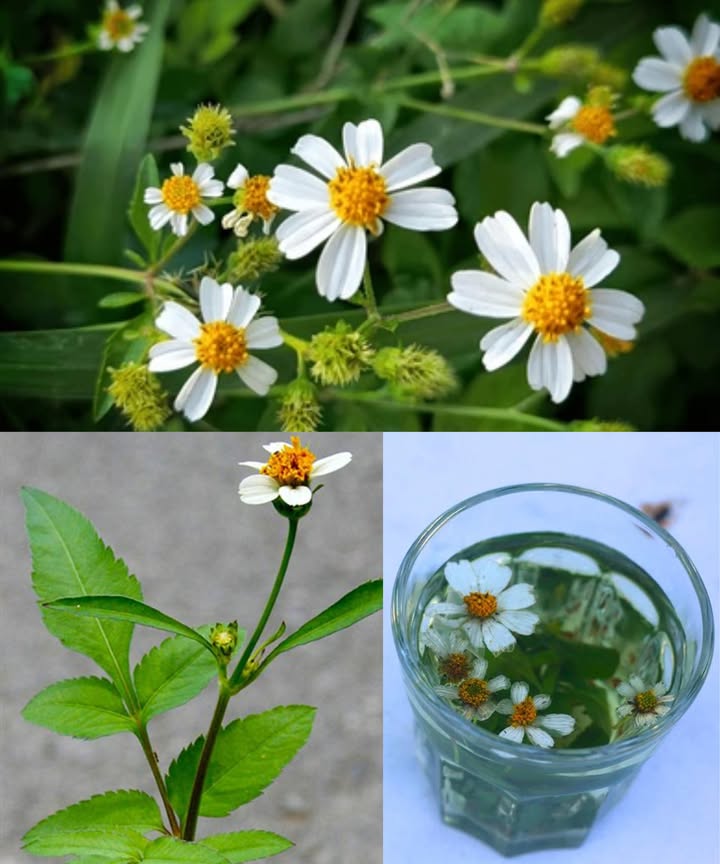 Bidens Pilosa: la joya silvestre que cura, limpia y protege Una planta sencilla que crece en los caminos, huertos y campos, pero con un poder sorprendente. La Bidens pilosa, conocida como Blackjack, Spanish Needle o Beggars Tick, es una medicina natural olvidada que ha acompañado a las comunidades de África, Asia y Sudamérica durante siglos. El poder escondido en una hierba común Detrás de su aspecto humilde, esconde un arsenal de beneficios: combate infecciones, reduce el azúcar en sangre, desintoxica el cuerpo, calma la inflamación y acelera la cicatrización. Su magia radica en sus compuestos bioactivos, capaces de proteger el hígado, la piel y el sistema inmunitario. Beneficios más destacados Reduce la inflamación y alivia el dolor articular Mata bacterias, virus y hongos Regula el azúcar en sangre y favorece el hígado Aumenta la inmunidad y limpia la sangre Mejora la piel, las encías y el cabello Desintoxica el cuerpo y aporta energía natural Protege el corazón y las células del envejecimiento Formas sencillas de usar Bidens Pilosa en casa 𥳐 Té depurativo: Hierve un puñado de hojas en 2 tazas de agua durante 15 min. Bebe una taza por la mañana y otra por la noche para limpiar la sangre y equilibrar el azúcar. Cataplasma de hojas: Machaca hojas frescas y aplica la pasta sobre heridas, picaduras o erupciones. Cubre 20 30 min. Desinfecta y acelera la curación. 醴 Enjuague bucal: Hierve hojas en una taza de agua, deja enfriar y haz gárgaras. Fortalece las encías y elimina bacterias. Vapor medicinal: Inhala el vapor de hojas hervidas para aliviar tos, gripe y congestión. 磻 Jugo verde: Licúa hojas frescas con agua, cuela y bebe 2 3 cucharadas al día. Limpia el hígado y refuerza las defensas. Enjuague capilar: Hierve las hojas, deja enfriar y usa el líquido tras el champú. Fortalece las raíces y combate la caspa. Limpieza facial natural: Lava la piel con infusión de hojas. Reduce el acné, calma y renueva la piel. El poder de lo simple La Bidens pilosa demuestra que los remedios más potentes no siempre vienen en frascos ni de laboratorios. A veces crecen silenciosos al borde del camino, esperando que los redescubramos. Naturaleza pura. Curación ancestral. Salud en cada hoja.