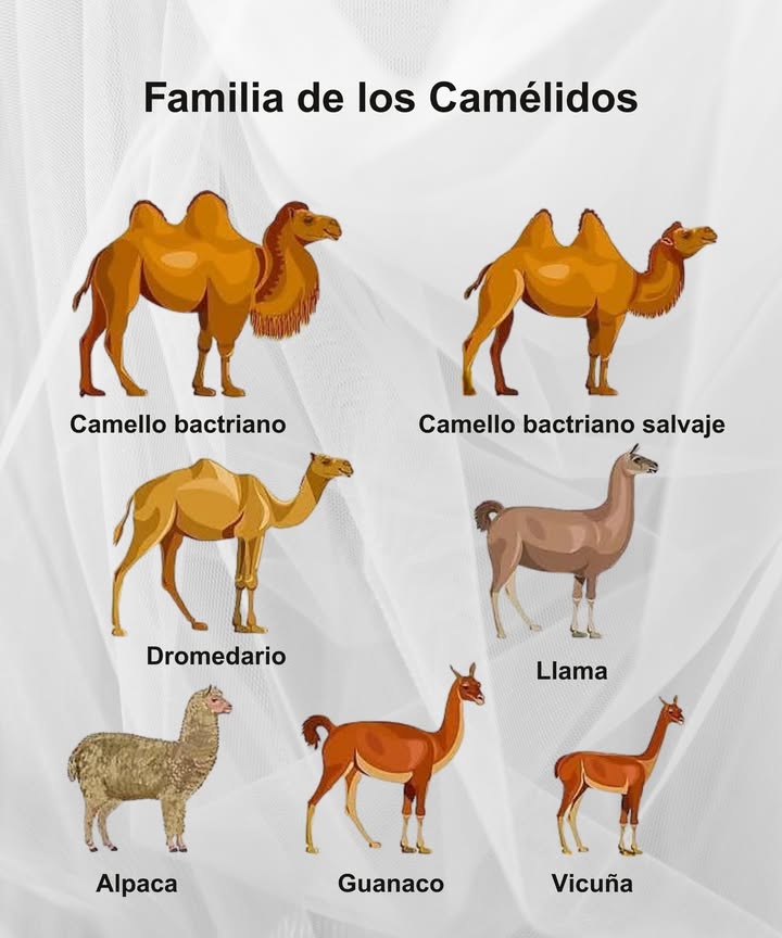 Familia de los Camélidos De los desiertos de Asia a las alturas de los Andes, cada especie tiene su encanto y utilidad Camello bactriano Dos jorobas de resistencia legendaria Camello bactriano salvaje Un sobreviviente en hábitats extremos Dromedario Elegancia con una sola joroba 蓮 Llama Compañera de carga en los Andes 臨 Alpaca Suave fibra que abriga el mundo 歷 Guanaco Salvaje y ágil en la puna 蓮 Vicuña La fibra más fina y valiosa del planeta Un linaje único que conecta culturas y paisajes a lo largo de la historia.