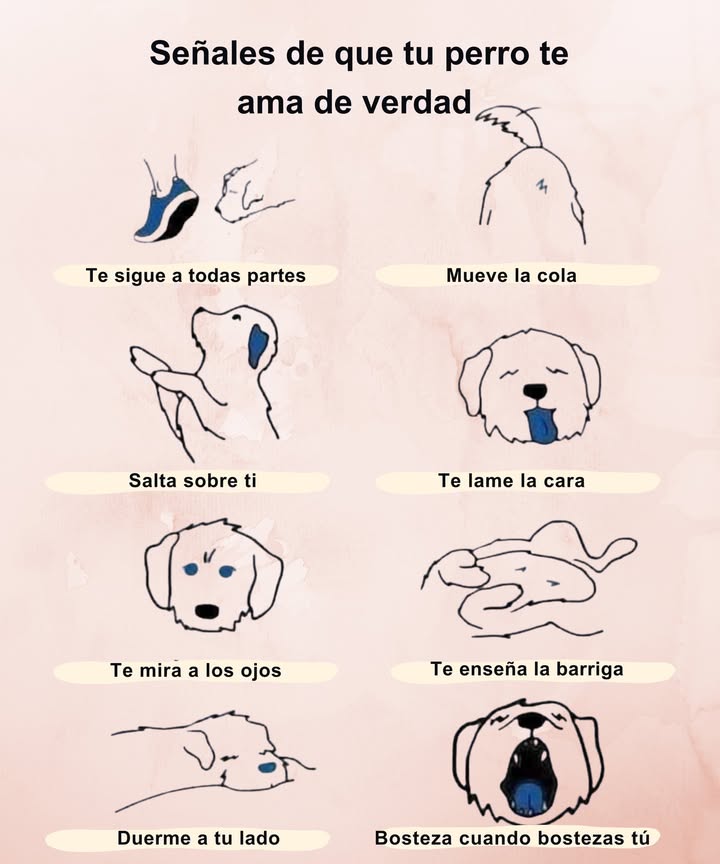 Señales de que tu perro te ama de verdad La conexión entre tú y tu perro se manifiesta en sus acciones diarias. Te sigue a todos lados, mueve la cola con alegría, salta sobre ti para saludarte, te lame la cara con cariño, establece contacto visual contigo creando un lazo especial, te muestra su pancita como símbolo de confianza, duerme a tu lado para sentirse protegido e incluso bosteza cuando tú lo haces. Estos gestos son una clara muestra de amor sincero, lealtad y un vínculo genuino.
