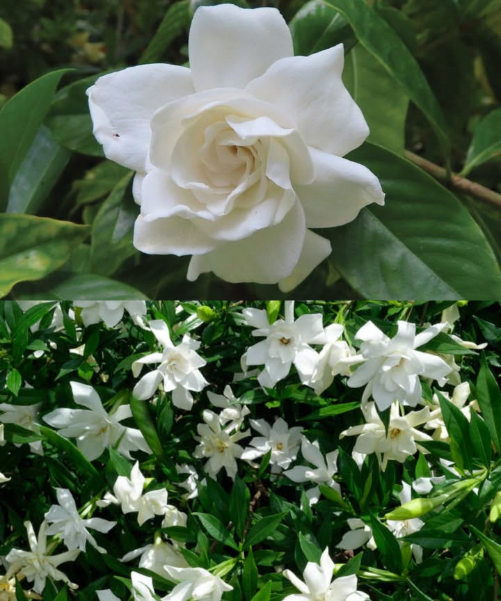 Esta planta aromática purifica tu casa y te ayuda a dormir como un bebé Un aroma envolvente, flores blancas elegantes y propiedades purificadoras Todo en una sola planta: la gardenia. Gardenia: más que belleza Perfuma naturalmente tu hogar Actúa como relajante natural Mejora la calidad del aire Reduce la ansiedad y el insomnio El secreto para un descanso profundo Colócala en tu dormitorio o rincón de relajación: su aroma suave y envolvente promueve un sueño reparador. Cuidados esenciales Luz indirecta y ambiente húmedo Riego con agua a temperatura ambiente Suelo ácido, nunca seco Lejos de fuentes de calor Beneficios adicionales Elimina toxinas del aire Reduce la humedad excesiva Aporta armonía visual y olfativa Transforma tu hogar en un refugio de bienestar con esta joya botánica.