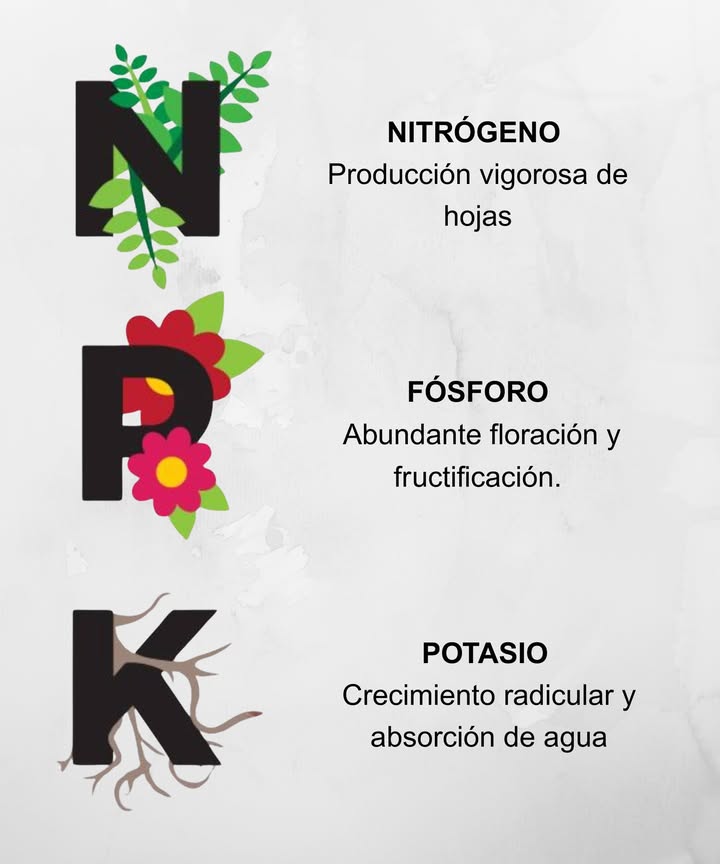 Fundamentos de la fertilización: Jardinería 101 Las plantas necesitan nutrientes esenciales para crecer fuertes y saludables. La fotosíntesis produce azúcares, pero el fertilizante aporta minerales que el suelo a veces no ofrece. Fertilizante vs compost Fertilizante: nutrición directa para las plantas. Compost: mejora la salud y estructura del suelo. Ambos son claves para un jardín vigoroso. Orgánico vs sintético Orgánico: hecho de materiales naturales como algas y harina de huesos. Nutre microbios beneficiosos y mejora el suelo a largo plazo. Sintético: fabricado químicamente, actúa rápido pero puede dañar las plantas si se usa mal. Elección del fertilizante Opta por mezclas orgánicas granuladas, etiquetadas para uso general o específicas para cada planta. Sigue siempre las indicaciones del envase para mejores resultados. Nutrición vegetal Macronutrientes principales: nitrógeno N, fósforo P y potasio K. Micronutrientes esenciales: calcio, magnesio y otros. Números en fertilizantes Indican % de N-P-K. Ejemplo: 5-10-5 significa 5 % nitrógeno, 10 % fósforo y 5 % potasio. Fertilizantes de un solo ingrediente Útiles para corregir deficiencias puntuales o crear mezclas personalizadas. Fertilizantes caseros Restos de comida y compost natural, opción ecológica y económica. Alimenta tu suelo, alimenta tus plantas Mantener el suelo nutritivo con fertilizantes orgánicos y compost mejora la salud y resistencia de las plantas con el tiempo. Este enfoque simple y efectivo garantiza un jardín saludable, fuerte y lleno de vida.