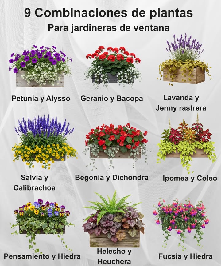Inspiración para jardineras de ventana Petunia & Alysso fragante Zonas 211 anuales en la mayoría de regiones Geranio & Bacopa Zonas 911 cultivados como anuales en otras zonas Lavanda & Lysimachia Creeping Jenny Zonas 49 Salvia & Calibrachoa Zonas 911 salvia perenne en zonas 810 Begonia & Dichondra Zonas 911 anuales en climas más fríos Ipomea & Coleo Zonas 1011 anuales de temporada cálida en otras zonas Pensamiento & Hiedra Pensamiento zonas 710 estación fría, Hiedra zonas 49 Helecho & Heuchera Campanas de coral Helechos varía, 39, Heuchera zonas 49 Fucsia & Hiedra Fucsia zonas 1011 anual en la mayoría de zonas, Hiedra zonas 49 Combina plantas de flor con especies colgantes para dar profundidad, contraste y encanto todo el año.