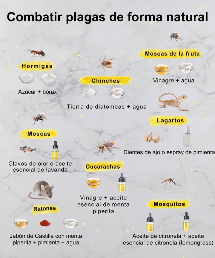 Combate plagas de manera natural Soluciones simples, efectivas y ecológicas Hormigas: Azúcar bórax Chinches: Tierra de diatomeas agua Moscas: Clavos de olor o aceite esencial de lavanda Moscas de la fruta: Vinagre agua Lagartos: Dientes de ajo o spray de pimienta Cucarachas: Vinagre aceite esencial de menta piperita Ratones: Jabón de Castilla con menta piperita pimienta agua Mosquitos: Aceite de citronela aceite esencial de citronela 100 % natural y económico