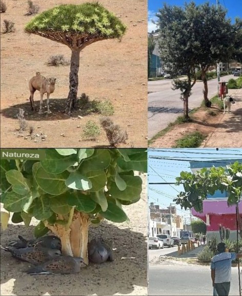 La relevancia de un árbol! Claro, como no es un meme, no se vuelve viral.