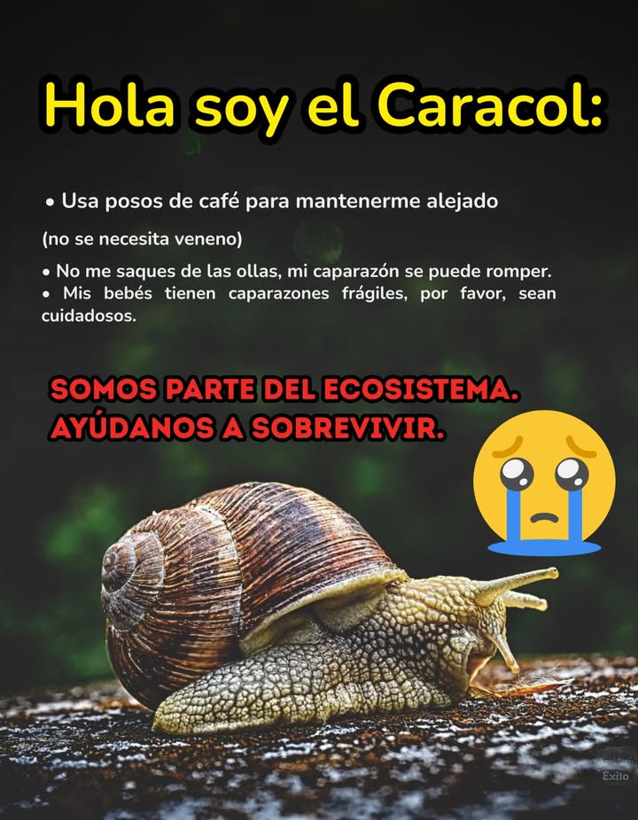 Los caracoles ayudan a reciclar materia orgánica y enriquecen el suelo, así que mantenlos en equilibrio, no fuera de la imagen. Pueden morder tus plantas, pero siguen siendo miembros vitales del ecosistema.  En lugar de químicos agresivos, prueba con:  Restos de café esparcidos alrededor de las plantas  Cáscaras de huevo trituradas como una barrera suave  Recogida manual al anochecer o al amanecer.

#Caracoles #Ecosistema  #CuidadoDePlantas