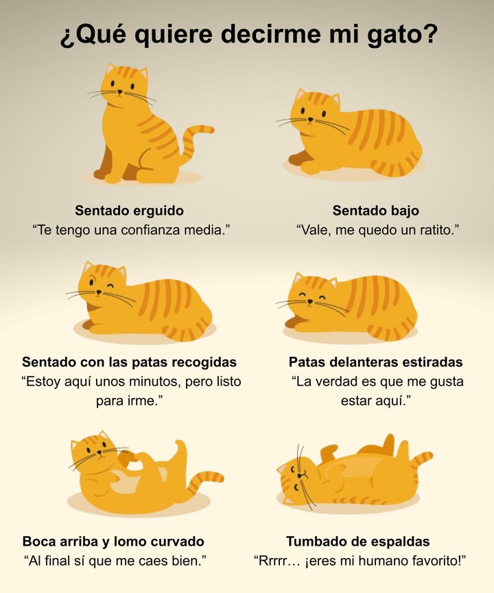 Lo que dice tu gato con su postura Sentado erguido confianza media Sentado bajo descanso breve Patas recogidas listo para moverse Patas delanteras estiradas disfruta el momento Boca arriba y lomo curvado se siente a gusto Tumbado de espaldas máxima confianza y cariño