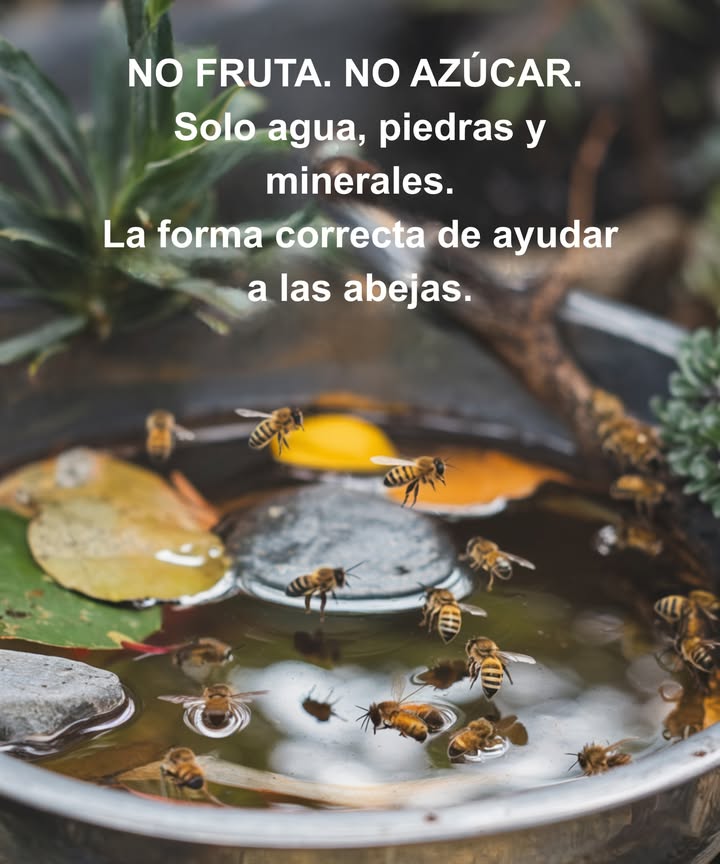 Como apicultor, te aconsejo: no dejes fruta para las abejas. La exposición al sol puede hacer que crezca bacteria, lo cual contamina la miel y perjudica a toda la colonia. En su lugar, considera instalar una estación de agua para las abejas: Un plato poco profundo con agua Piedras o ramitas para facilitar el aterrizaje 蝹 Una pizca de sal del Himalaya rosa para aportar minerales 蓼 Estos minerales son fundamentales para ayudar a las abejas a regular la temperatura de su colmena aproximadamente 90F, crucial para la producción de miel y el cuidado de sus crías. No alimentes a las abejas directamente. Se desarrollan mejor recolectando néctar y polen naturales, lo que fortalece su sistema inmunológico.