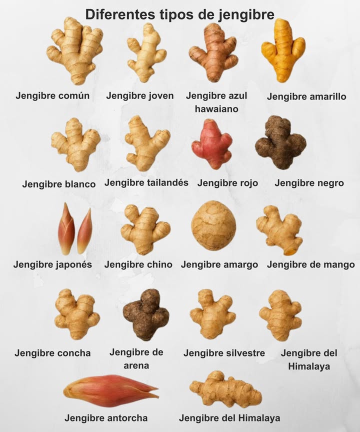 Diferentes tipos de jengibre y sus particularidades

 Jengibre común  sabor intenso, ideal para infusiones y cocina diaria.
 Jengibre joven  más suave y jugoso, perfecto para encurtidos.
 Jengibre azul hawaiano  exótico y aromático, usado en repostería.
 Jengibre amarillo  color vibrante, con notas cítricas y picantes.
 Jengibre blanco  refinado y suave, ideal para platos ligeros.
 Jengibre tailandés  fresco y floral, común en la cocina asiática.
 Jengibre rojo  fuerte y especiado, excelente para remedios naturales.
 Jengibre negro  potente antioxidante, con aroma terroso.
 Jengibre japonés  se utiliza tierno en sushi y platos fríos.
 Jengibre chino  versátil, usado tanto seco como fresco.
 Jengibre amargo  sabor más intenso, se usa medicinalmente.
 Jengibre de mango  suave y afrutado, ideal para dulces.
 Jengibre concha  textura firme, común en cocina tropical.
 Jengibre de arena  rústico y aromático, muy picante.
 Jengibre silvestre  sabor herbal, típico de zonas húmedas.
 Jengibre del Himalaya  aromático y concentrado, perfecto para infusiones.
 Jengibre antorcha  decorativo y culinario, muy usado en Asia.

 Cada variedad tiene su aroma, color y uso particular  una raíz con infinitas posibilidades.