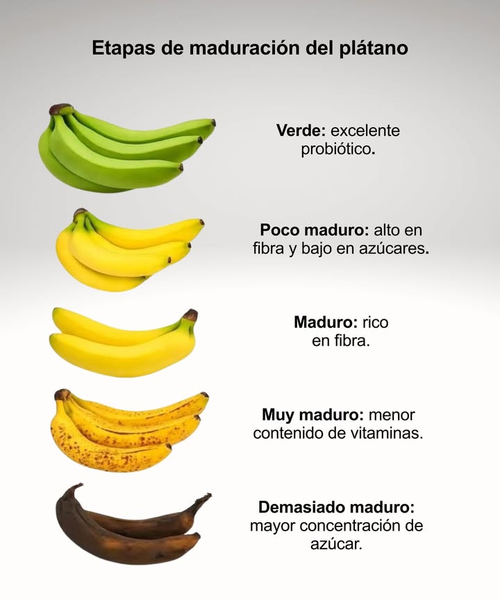 Etapas de maduración del plátano Verde: excelente probiótico Poco maduro: alto en fibra y bajo en azúcares Maduro: rico en fibra Muy maduro: menor contenido de vitaminas Demasiado maduro: mayor concentración de azúcar