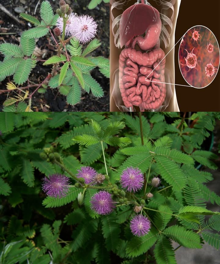 El poder oculto de la Mimosa Púdica: 30 beneficios y usos caseros La planta sensible que cierra sus hojas al tacto no es solo una curiosidad botánica. La Mimosa púdica guarda un arsenal de propiedades medicinales: limpia el cuerpo, calma la mente y fortalece la salud desde adentro hacia afuera. 30 beneficios de la Mimosa Púdica Limpia el intestino y combate parásitos Desintoxica el organismo de forma natural Potente antimicrobiano contra bacterias y virus Acelera la cicatrización de heridas Alivio natural de inflamaciones Mejora eccemas, acné e irritaciones cutáneas Fortalece el cabello y reduce la caspa Analgésico para dolores musculares y de cabeza Induce un sueño reparador y combate el insomnio Calma molestias de hemorroides Refuerza el sistema inmunológico Regula el azúcar en sangre Alivia calambres menstruales Mejora la higiene bucal y fortalece encías Beneficia la salud respiratoria Controla diarreas Apoya en casos de artritis y dolor articular Favorece la función hepática Reduce estrés y ansiedad Protege contra úlceras gástricas Mejora salud renal y urinaria Regula ciclos menstruales y fertilidad Elimina parásitos intestinales Retrasa el envejecimiento cutáneo Ayuda a detener sangrados leves Apoya la pérdida de peso saludable Protege el corazón del estrés oxidativo Tradicionalmente usada contra mordeduras de serpiente Mejora concentración y memoria Reduce síntomas de alergias Usos caseros sencillos Té digestivo y relajante 1 cdta de hojas secas en 1 taza de agua hirviendo, reposar 57 min. Pasta tópica para la piel Hojas frescas trituradas aplicadas en heridas, acné o picaduras. Polvo de semillas antiparasitario 1 cdta mezclada en agua, una vez al día. Enjuague capilar fortalecedor Infusión de hojas hervidas, usada fría tras el champú. La Mimosa púdica es un tesoro herbal con beneficios que van desde la salud digestiva hasta el cuidado de la piel y el equilibrio emocional. Aviso Uso seguro en pequeñas cantidades. Evitar en embarazo, lactancia o condiciones médicas sin supervisión profesional.