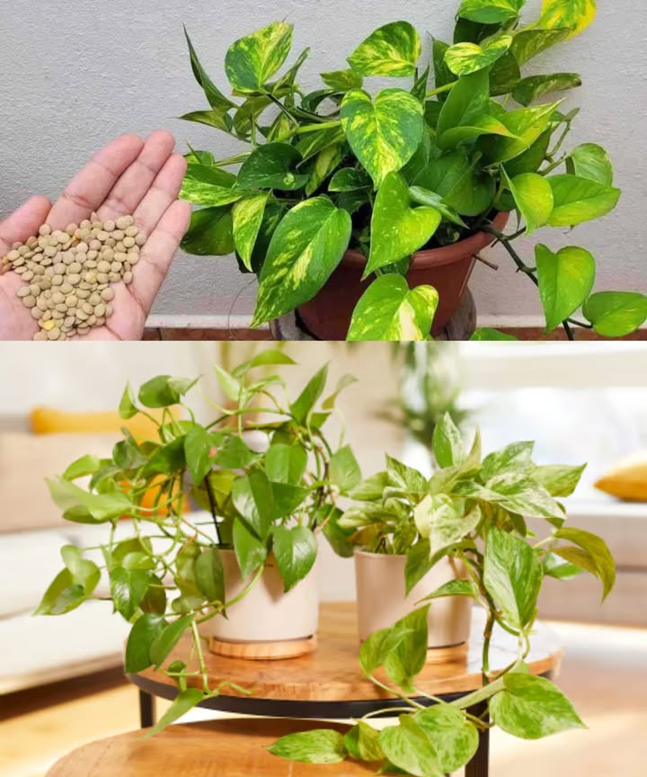 Un vaso pequeño en cada planta y los resultados serán increíbles Solo necesitas un vasito con este ingrediente para que tus plantas crezcan fuertes, frondosas y llenas de vida. El secreto natural para plantas saludables y flores abundantes Lentejas remojadas en agua a temperatura ambiente durante 5 horas. La magia está en el agua amarillenta que sueltan las lentejas, llena de calcio, potasio, fósforo, magnesio y minerales esenciales. Cómo usar: Llena un vaso con agua y añade 3 cucharadas de lentejas Deja reposar mínimo 5 horas Riega la tierra con esta infusión nutritiva En pocos días, tus plantas mostrarán hojas brillantes, raíces fuertes y muchas flores pequeñas que sorprenderán a todos. Fácil, económico y 100% natural. Dale vida a tus joyas verdes hoy mismo.