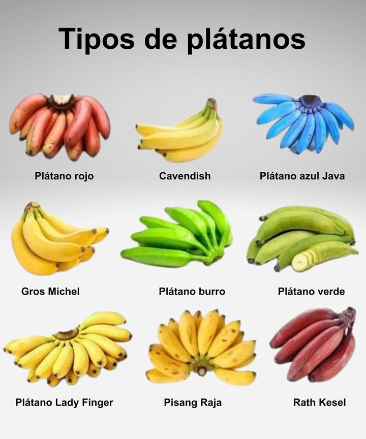 Tipos de plátanos alrededor del mundo Plátano rojo dulce y cremoso, con toques de frambuesa Cavendish el más común, suave y versátil Plátano azul Java sabor a vainilla y textura cremosa Gros Michel intenso y aromático, clásico de antaño Plátano burro robusto y con ligero sabor ácido Plátano verde firme, ideal para freír o cocer Lady Finger pequeño, muy dulce y aromático Pisang Raja dulce con notas de miel, usado en postres Rath Kesel rojo oscuro, denso y nutritivo Cada variedad tiene un sabor único, perfecto para distintas preparaciones y culturas gastronómicas.