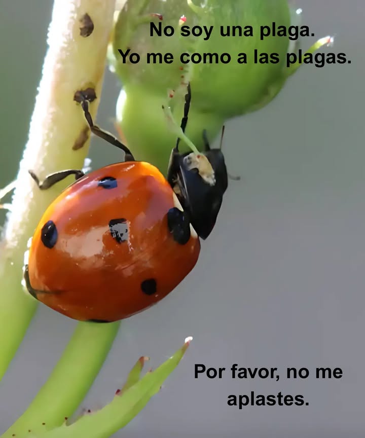 Coccinélidos: la mariquita Familia ampliamente distribuida de pequeños escarabajos. Llamadas ladybugs en Norteamérica. Conocidas como ladybirds en el Reino Unido. Los entomólogos prefieren escarabajos mariquita para evitar confusiones con los insectos verdaderos true bugs. Por qué mantenerlas en el jardín? Son depredadores naturales de pulgones y cochinillas. Ayudan a controlar plagas sin usar químicos. Consejo: Atrae mariquitas plantando eneldo, hinojo y caléndulas.