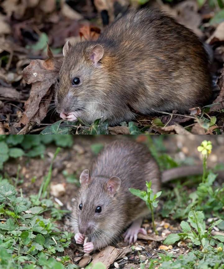 Una rata en el patio es una advertencia, no una vergüenza: la naturaleza te está hablando. Su presencia indica comida disponible, refugios seguros y tranquilidad. Si aprendes a leer las señales y corriges los hábitos que las atraen, se irán sin necesidad de venenos ni estrés. Las ratas no aparecen por azar: avisan de restos de comida al aire libre, rincones descuidados y compost mal cubierto. Cada excremento, huella o madriguera es una pista sobre qué parte del terreno pide orden. El primer paso es eliminar la razón de su visita: Guarda frutas y semillas en recipientes cerrados. Cubre el compost con una tapa o malla fina. Aleja los comederos de pájaros de la casa. Levanta las pilas de leña sobre palets y despeja maleza y chatarra. Revisa juntas, rendijas y huecos bajo la terraza. Después, altera sus rutas: cambia la posición de herramientas y objetos pesados, mueve la carretilla o los cubos, rompe su mapa mental. Si quieres actuar sin químicos, las trampas mecánicas con cebo natural mantequilla de cacahuete o avena son eficaces. Los aromas de menta o eucalipto ayudan temporalmente, pero el verdadero disuasorio es el orden constante. Un jardín limpio y en movimiento ahuyenta más ratas que cualquier veneno. Deja la franja de grava despejada junto a las paredes, cosecha frutas caídas y revisa cada rincón con regularidad. El cambio no requiere lucha, sino coherencia: cada semana, un pequeño gesto distinto. Así, el terreno deja de ser refugio y vuelve a ser un espacio solo tuyo.