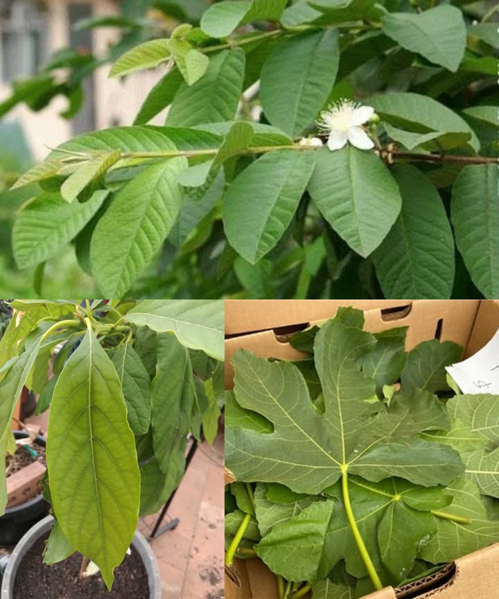 Cinco hojas poderosas que transforman tu salud sin pastillas La naturaleza tiene respuestas que a menudo pasamos por alto. Las hojas de guayaba, aguacate, mango, higuera y laurel son verdaderos tesoros verdes con beneficios increíbles para el cuerpo. 1. Hoja de guayaba Controla el azúcar en sangre Reduce el colesterol Antiinflamatoria y anticancerígena Refuerza el hígado y la circulación Té diario: 710 hojas hervidas en 2 tazas de agua, 15 min 2. Hoja de aguacate Baja la presión arterial Protege el hígado Mejora la circulación Regula la glucosa Infusión: 35 hojas en 3 tazas de agua, hervir 10 min 3. Hoja de mango Estabiliza la insulina Desintoxica el hígado Fortalece los vasos sanguíneos Baja la presión arterial Agua nocturna: remoja 1 cdta. de hojas en polvo y bebe en ayunas 4. Hoja de higuera Equilibra los niveles de insulina Reduce triglicéridos Limpia el hígado Mejora la circulación Decocción: 3 hojas en 2 tazas de agua hasta reducir a la mitad 5. Hoja de laurel Mejora la sensibilidad a la insulina Estimula el flujo sanguíneo y biliar Relaja el corazón y baja la presión Combate radicales libres Té con clavo: 2 hojas 2 clavos en 2 tazas de agua, hervir 10 min Rutina semanal sugerida Lunes/Jueves Guayaba Mango Martes/Viernes Aguacate Higo Miércoles/Sábado Laurel Clavo Domingo Detox con agua tibia y limón Estas hojas no solo sanan, también nutren y protegen. Incorpóralas a tu rutina y descubre cómo un pequeño cambio natural puede tener un gran impacto. Consulta médica siempre recomendada antes de comenzar cualquier tratamiento natural.