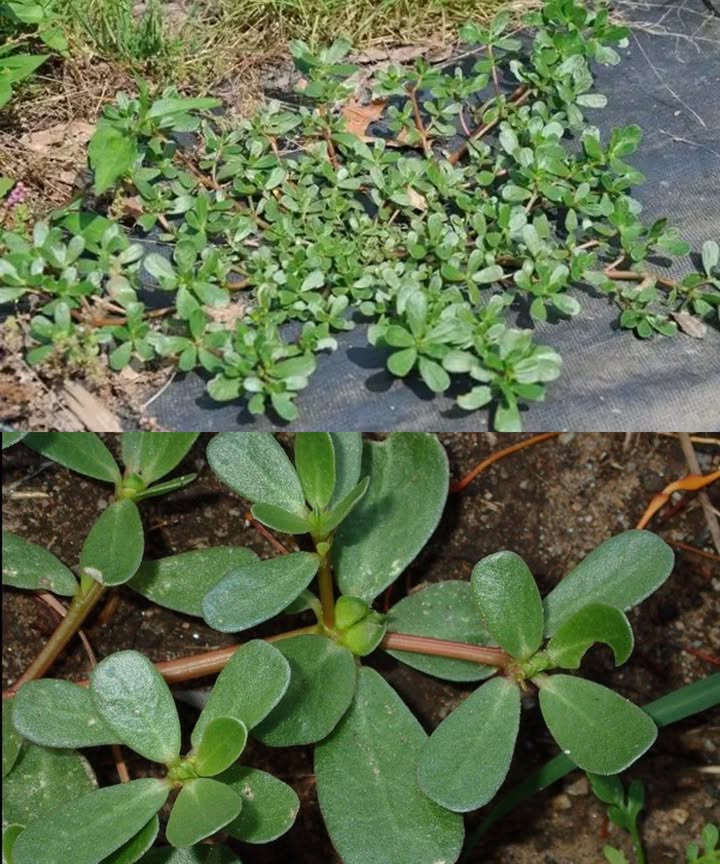 Verdolaga: la joya verde olvidada que merece un lugar en tu jardín La verdolaga, antes considerada una simple maleza, es ahora aclamada como un superalimento lleno de sabor y propiedades medicinales. Con sus hojas suculentas en forma de lágrima, su resistencia y su riqueza nutricional, esta planta está conquistando huertos, cocinas y mesas de todo el mundo. 8 razones para plantar verdolaga en casa Rica en omega-3: es la fuente vegetal más potente de estos ácidos esenciales, ideales para el corazón y el cerebro. Llena de antioxidantes: combate los radicales libres y retrasa el envejecimiento celular. Alta en minerales: aporta calcio, hierro, magnesio, potasio y más para fortalecer tu cuerpo. Fuente de vitamina C: refuerza el sistema inmunológico de forma natural. Contiene betacaroteno: precursor de la vitamina A para la vista y la piel. Melatonina natural: ayuda a regular el sueño de manera saludable. Reduce el colesterol: gracias a la betalaína, protege tus vasos sanguíneos. Con triptófano: mejora el estado de ánimo y ayuda a combatir la depresión. Sabor y creatividad en la cocina Con su sabor cítrico y ligeramente salado, la verdolaga es perfecta para ensaladas, sopas, salteados y hasta pestos gourmet. Receta estrella: Pesto de verdolaga y albahaca 2 tazas de verdolaga 45 g de albahaca 1 diente de ajo 45 g de almendras tostadas Jugo de limón 50 ml de aceite de oliva Sal y pimienta al gusto Preparación: Tritura todo en procesador, agrega el aceite en hilo, condimenta al gusto y listo! Resiliente y agradecida La verdolaga crece con facilidad en casi cualquier rincón. Basta con un poco de tierra y sol para que brote con fuerza. Una planta sencilla que devuelve mucho más de lo que exige. Revaloriza lo silvestre Desde los tiempos de Gandhi hasta las mesas de chefs modernos, la verdolaga vuelve para quedarse. Llena tu jardín de vida, tu plato de sabor y tu cuerpo de salud con esta planta milagrosa.